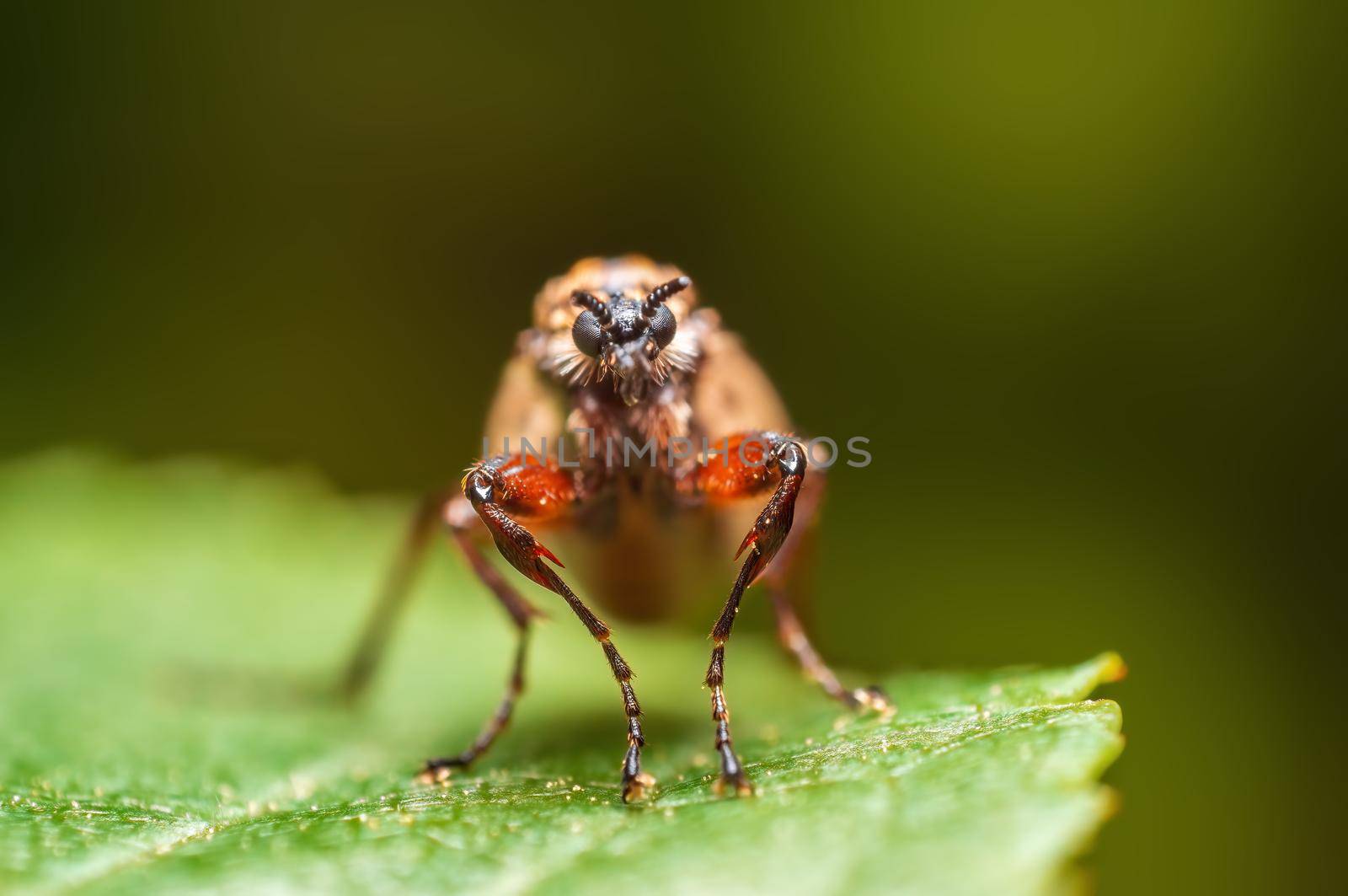 a robber fly sits on a leaf and waits for prey