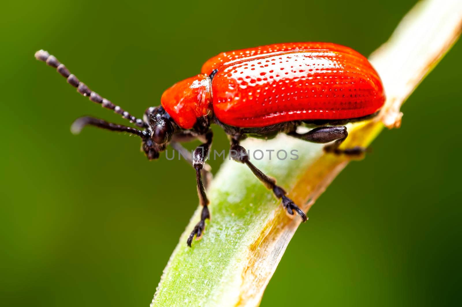 a red lily beetle sits on a leaf