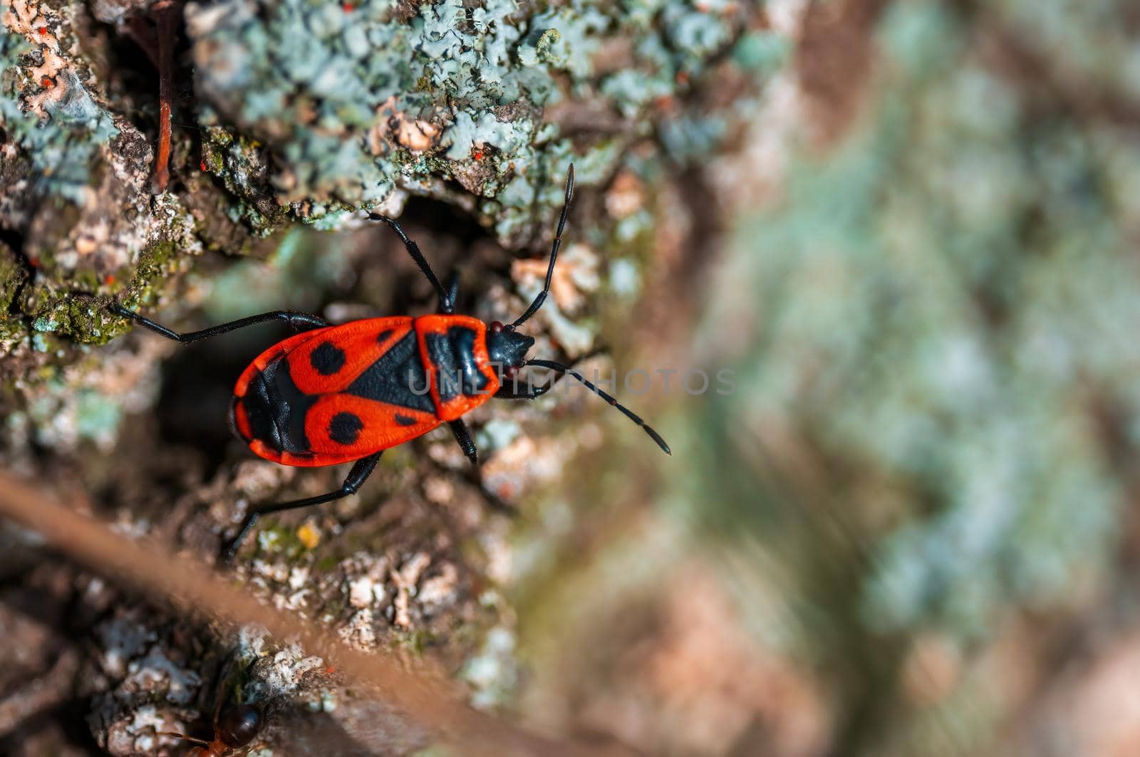 a fire bug sits on the bark of a tree