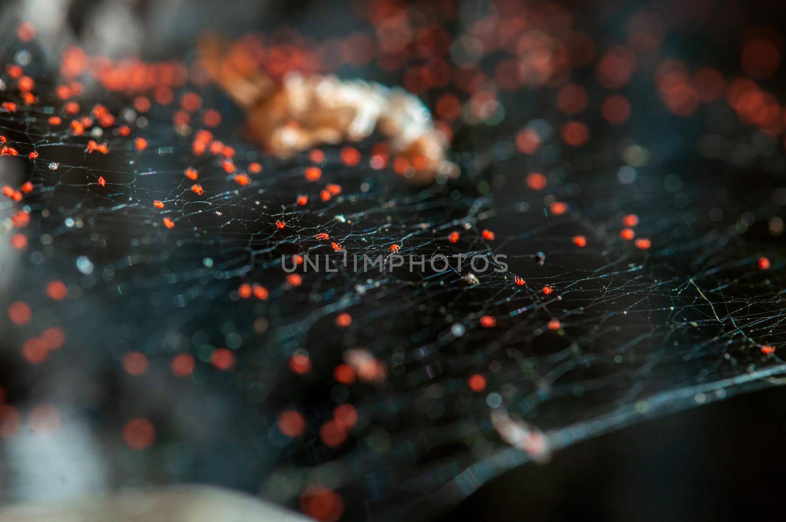 red spider mites sit in a spider web