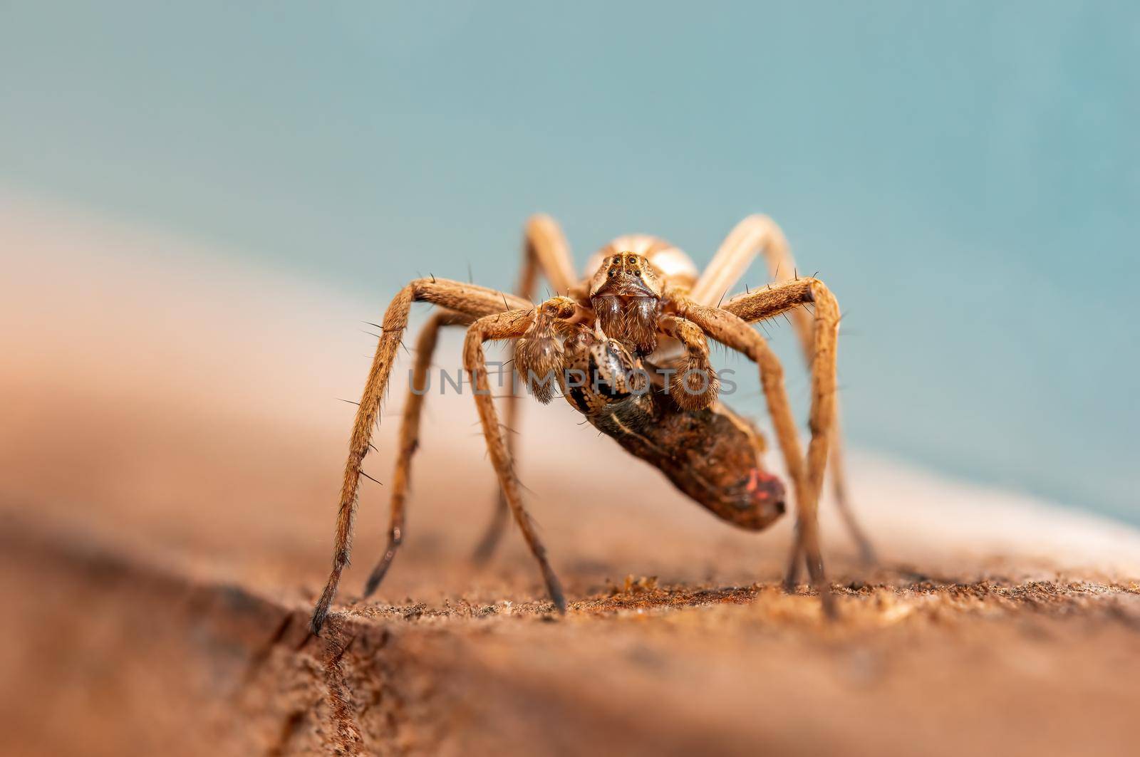 a predatory spider with prey as a bridal gift