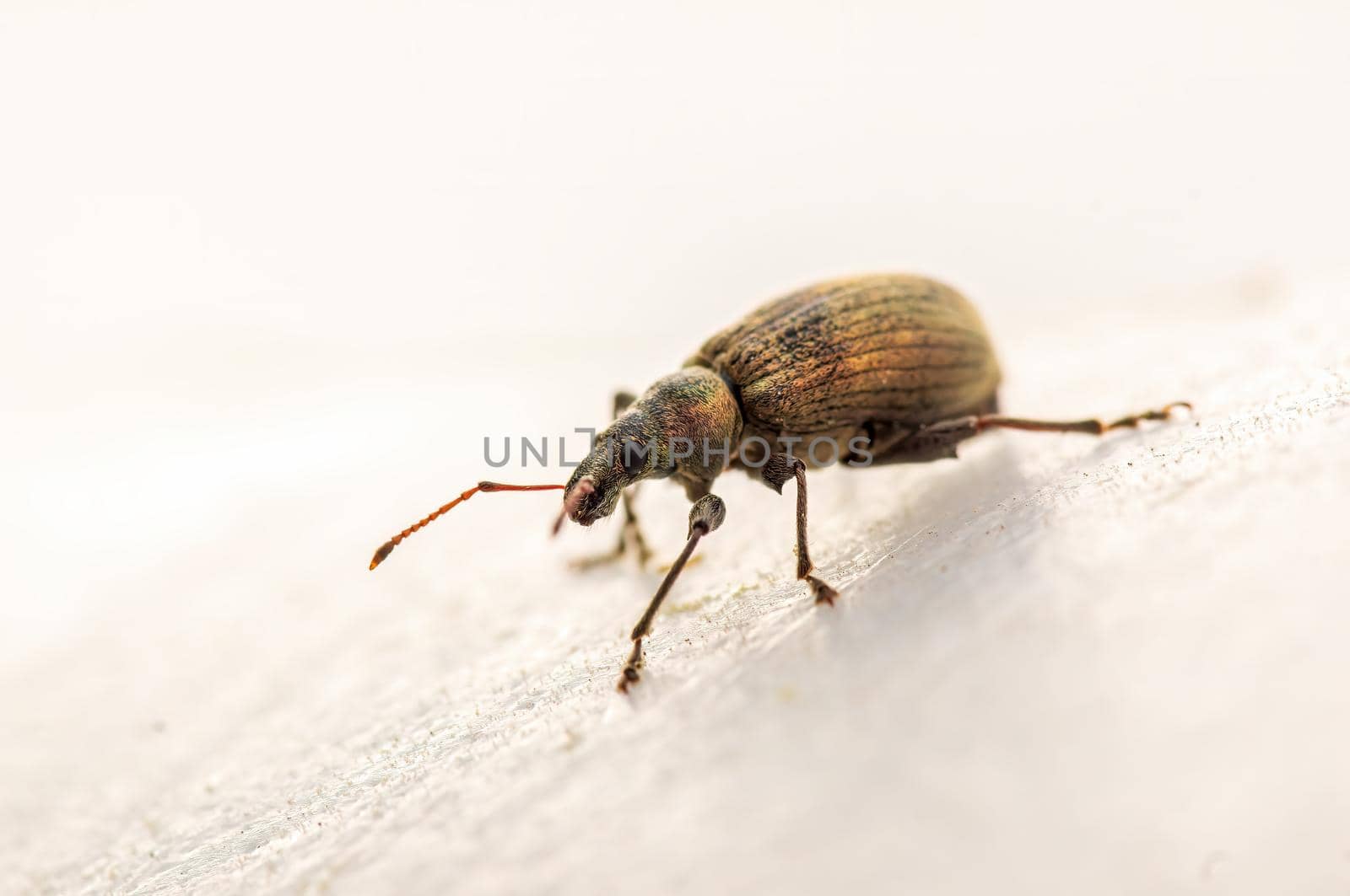 a green weevil sits on a leaf in a meadow