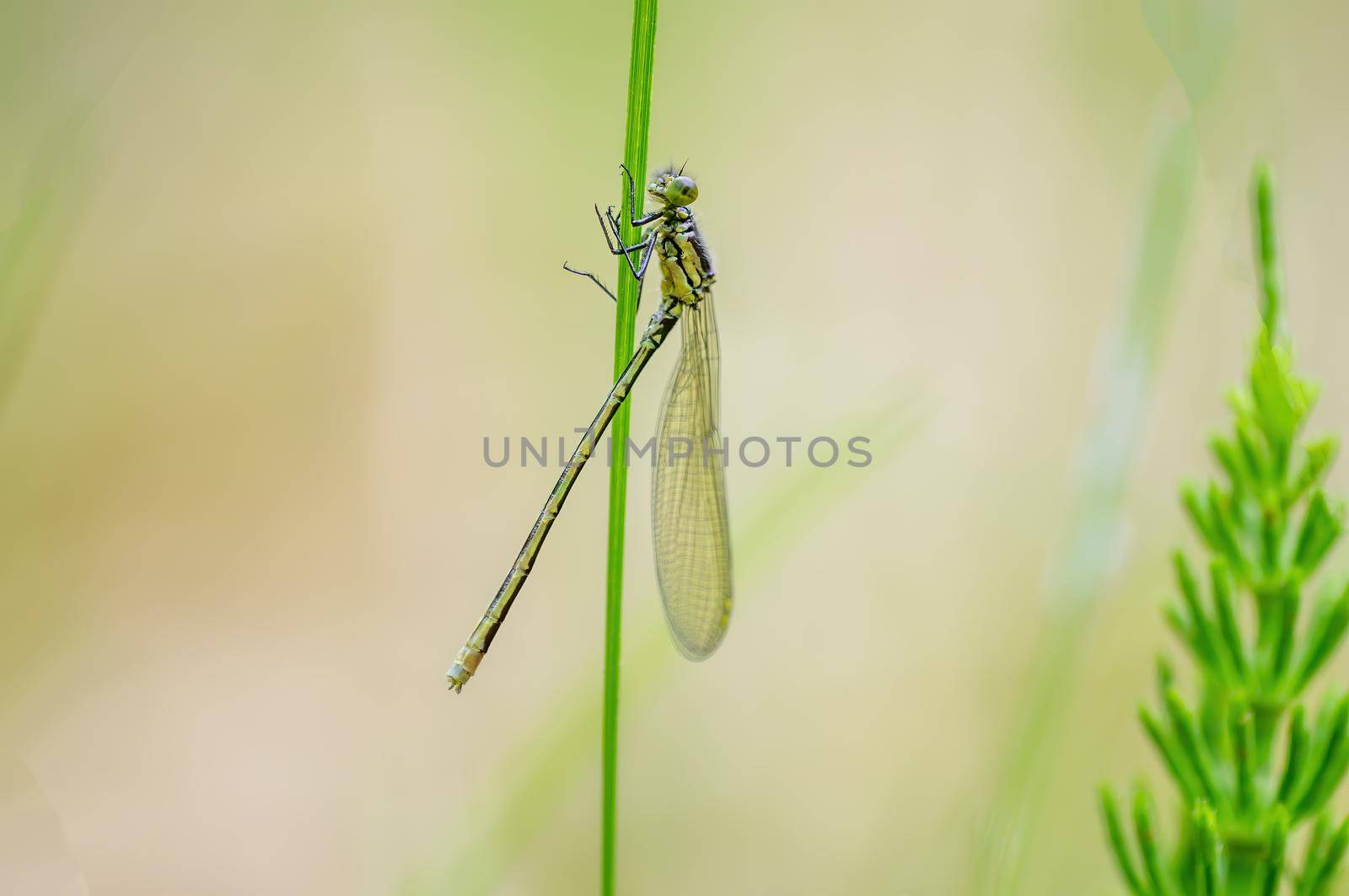 a green dragonfly sits on a stalk in a meadow