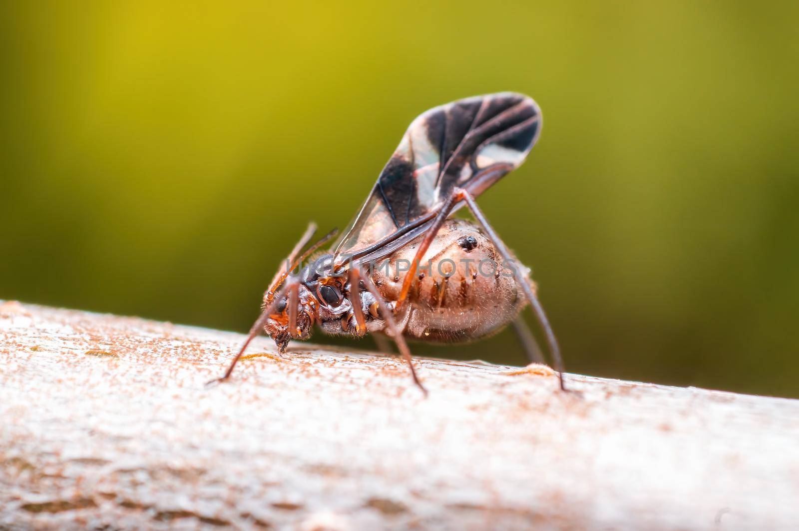a aphid sits on a leaf on a tree