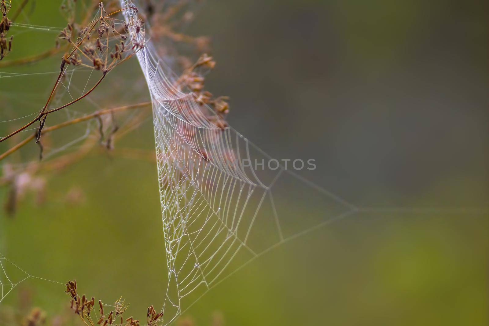 a spider web with dewdrops on a meadow in summer