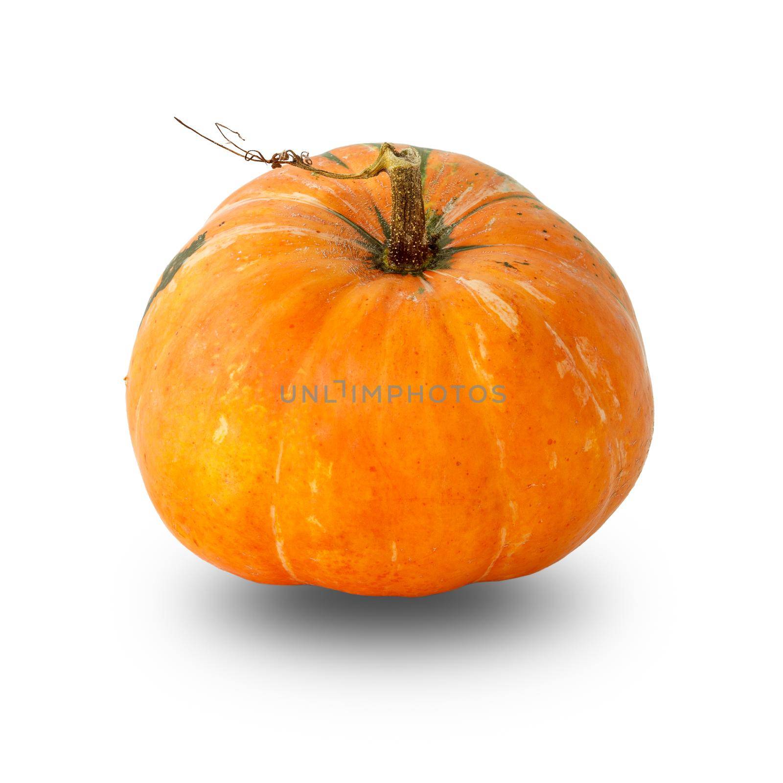 Big mature pumpkin on the white isolated background. Autumn shopping. Thanksgiving Day.