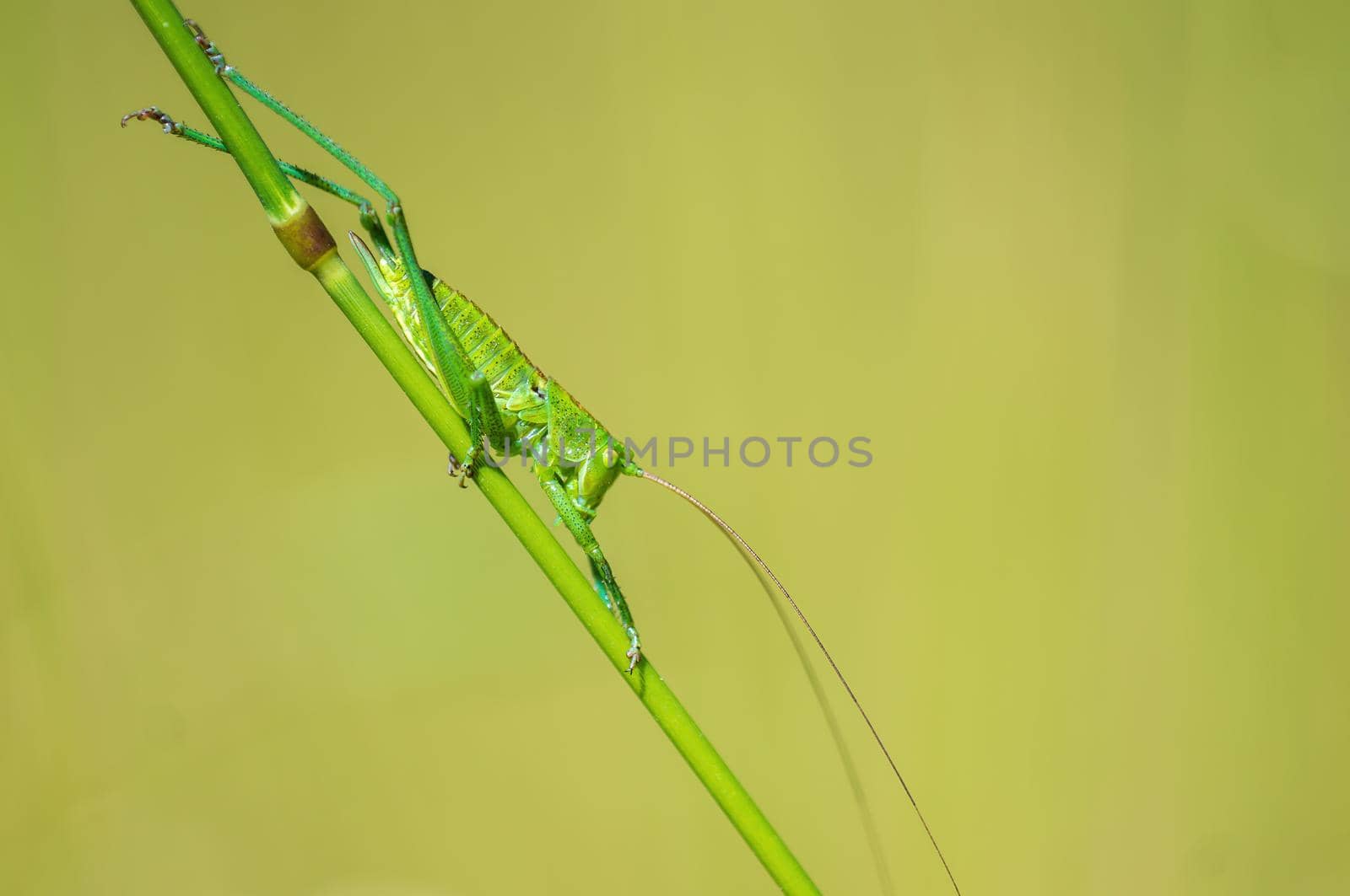 a green grasshopper sits on a stalk in a meadow