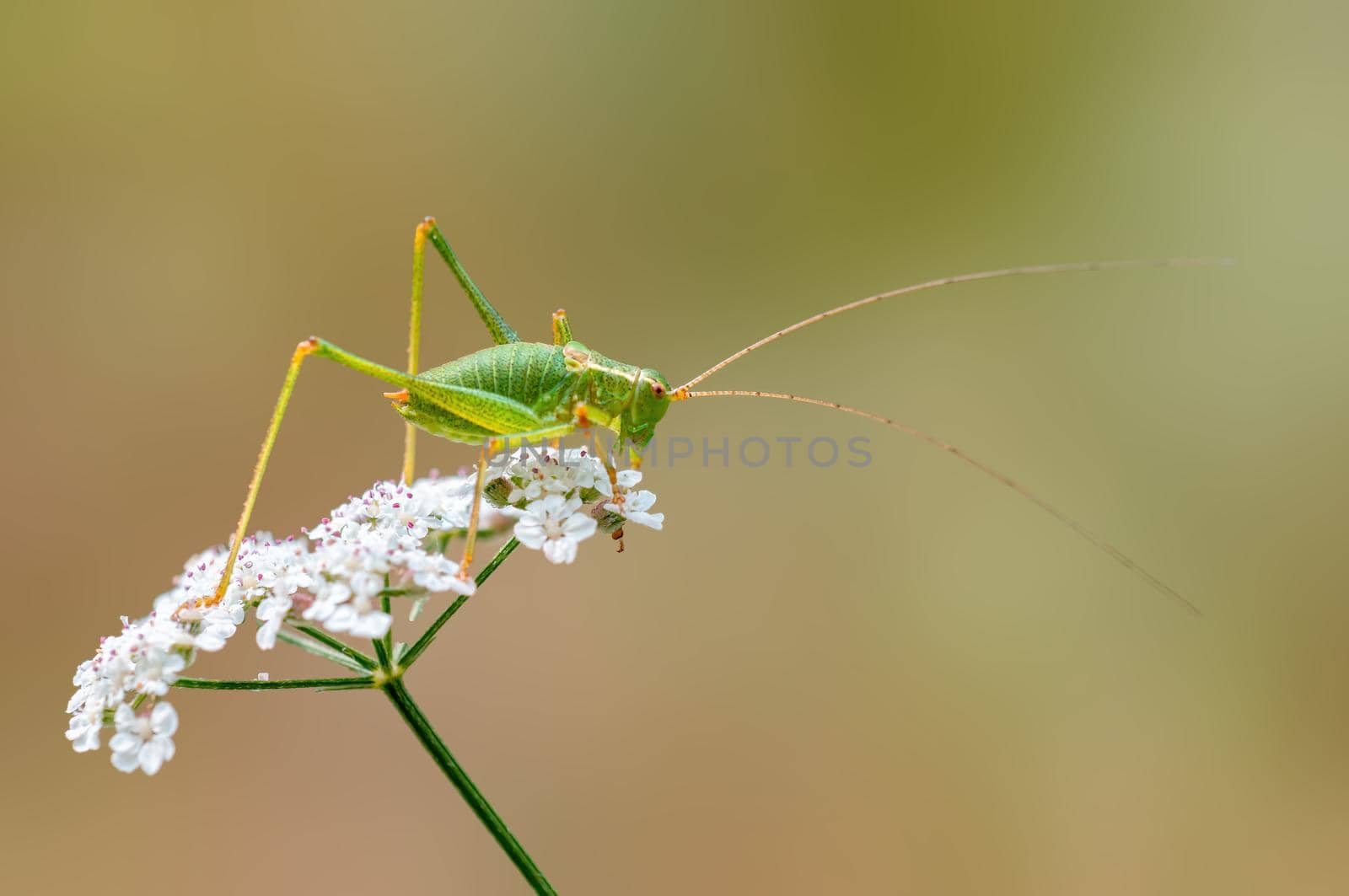 a green grasshopper sits on a flower in a meadow