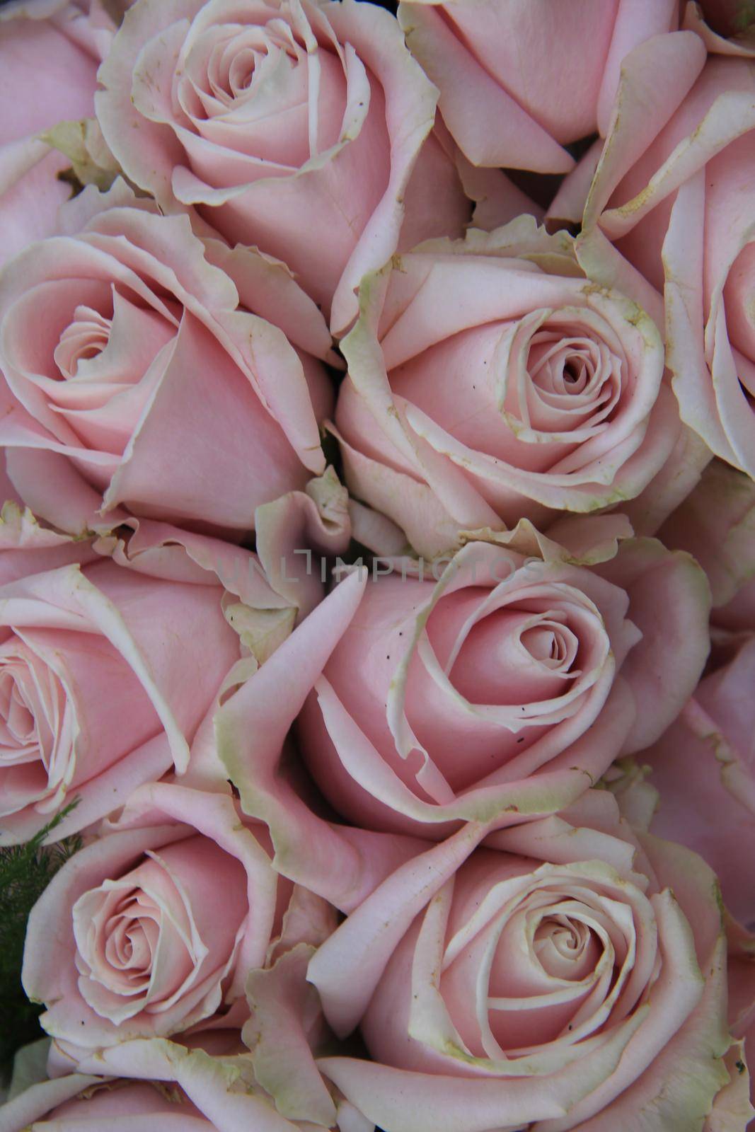 Pale pink roses in a floral wedding arrangement by studioportosabbia