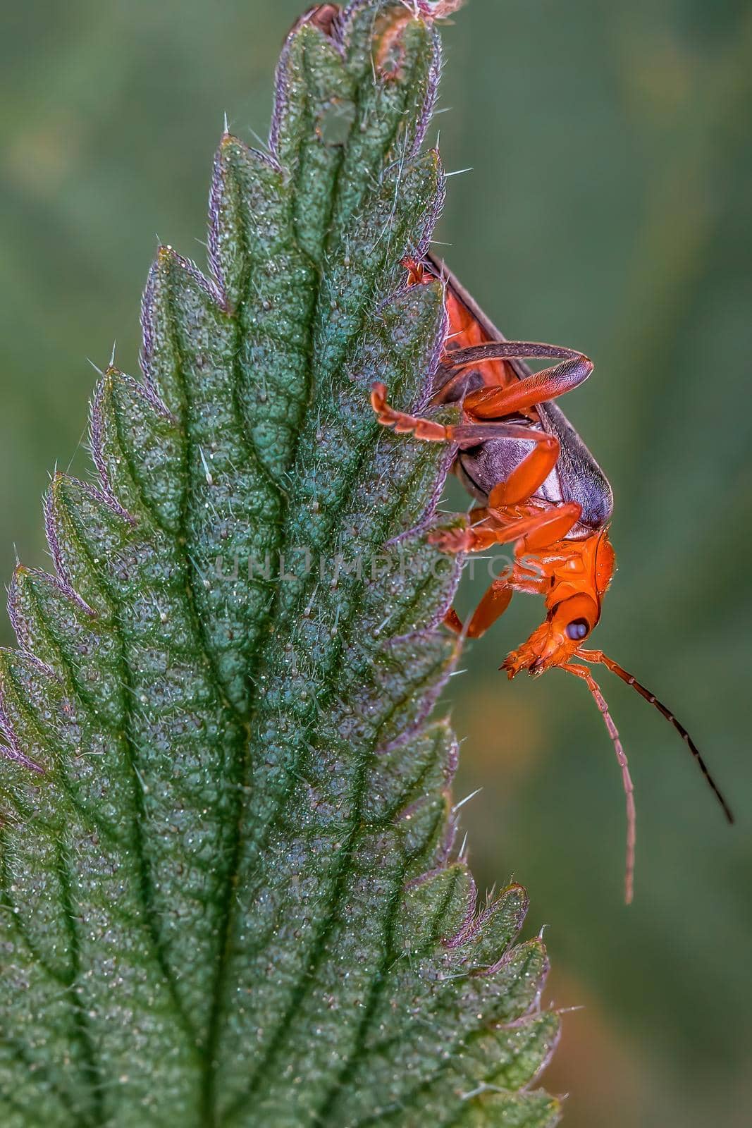 a red bloodsucker beetle sits on a leaf in a meadow