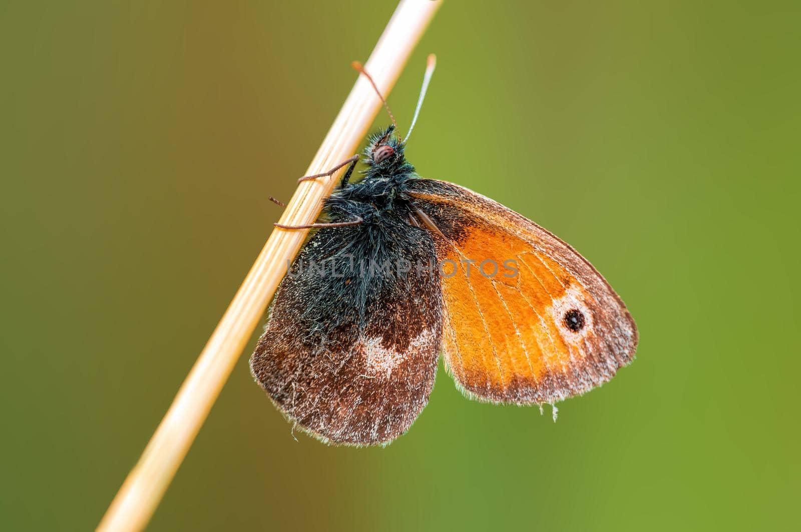 a brown butterly sits on a stalk in a meadow