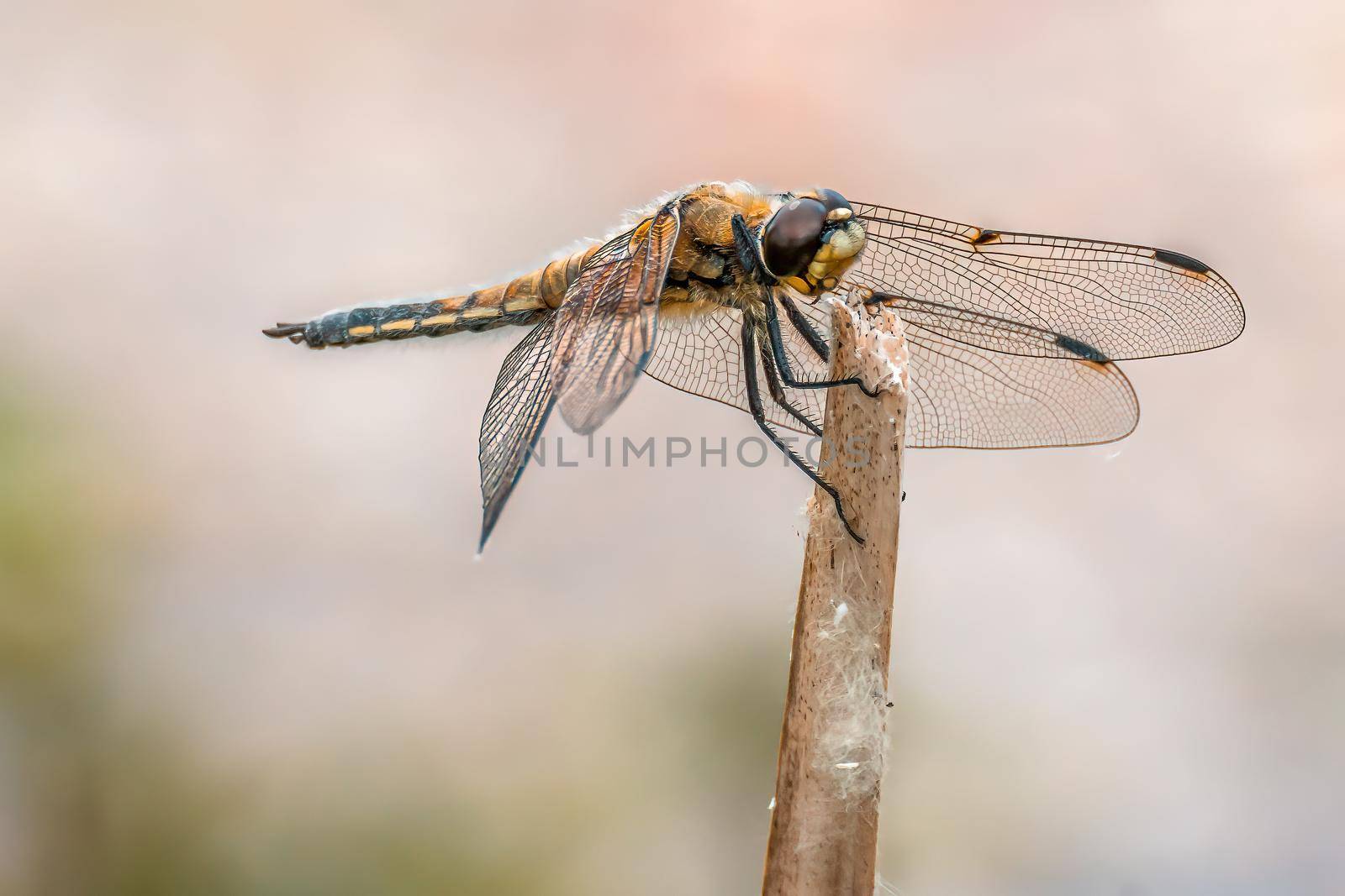 a anisoptera dragonfly sits on a stalk in a meadow