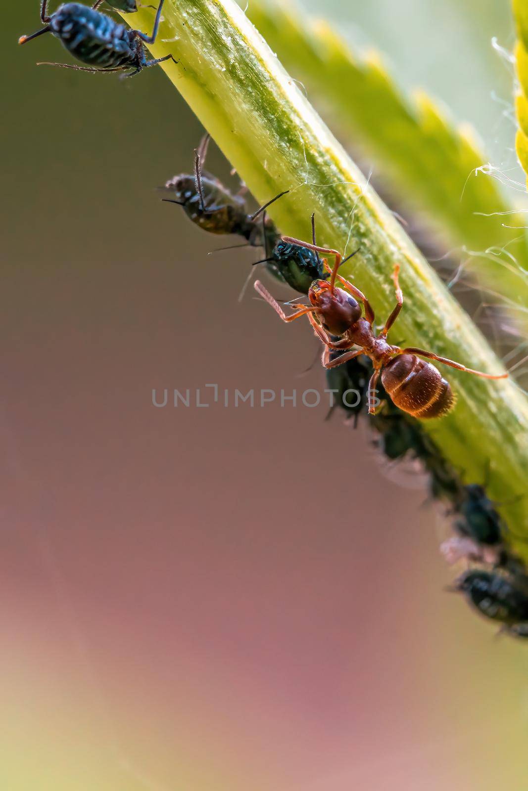 a ant breeds aphids for its honeydew