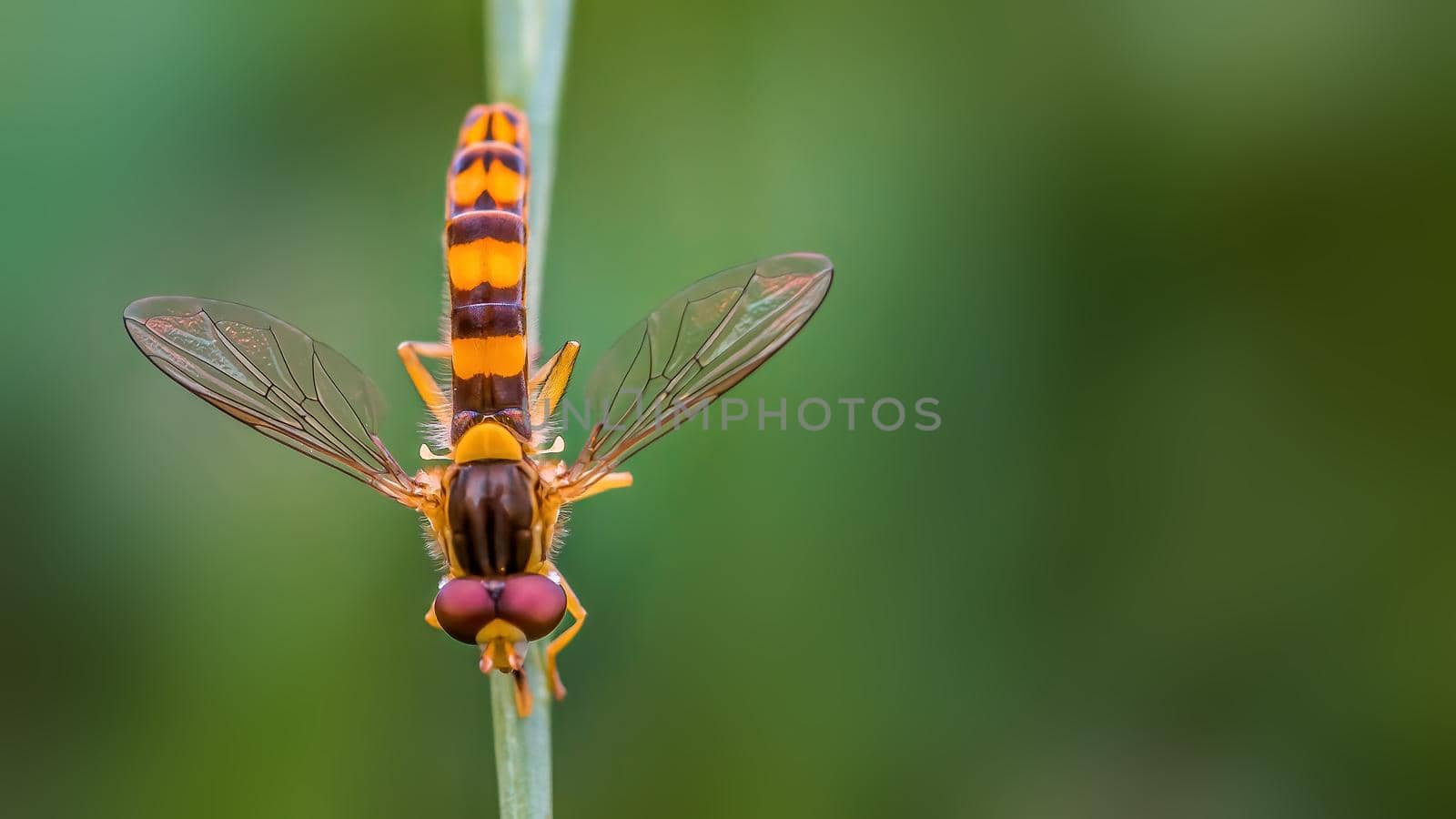 a hoverfly sits on a blade of grass in a meadow