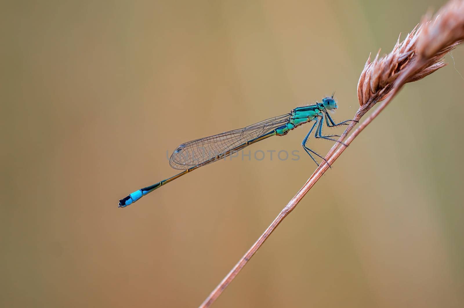 a blue damselfly dragonfly sits on a stalk in a meadow