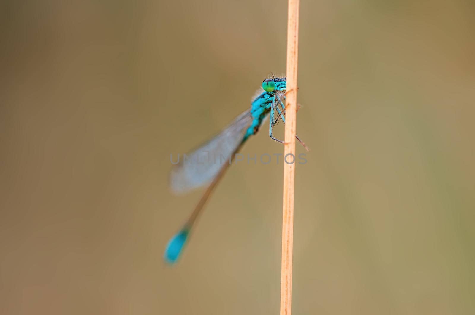 a blue damselfly dragonfly sits on a stalk in a meadow