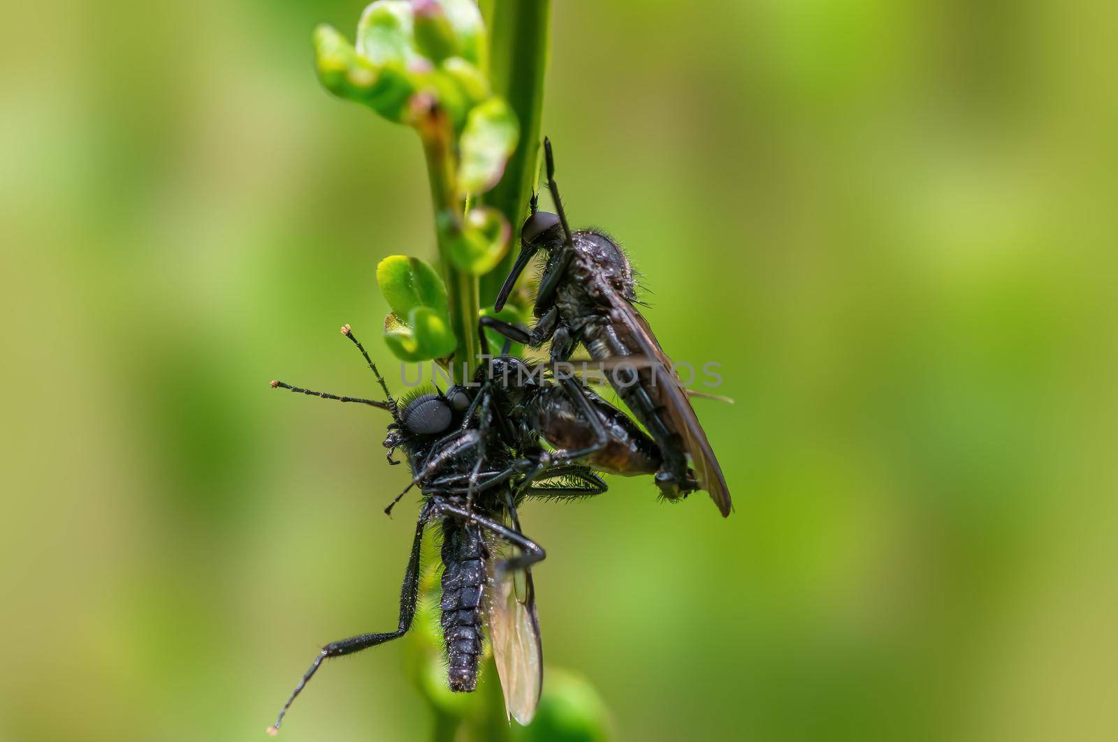 2 robber flies eat a march fly during mating