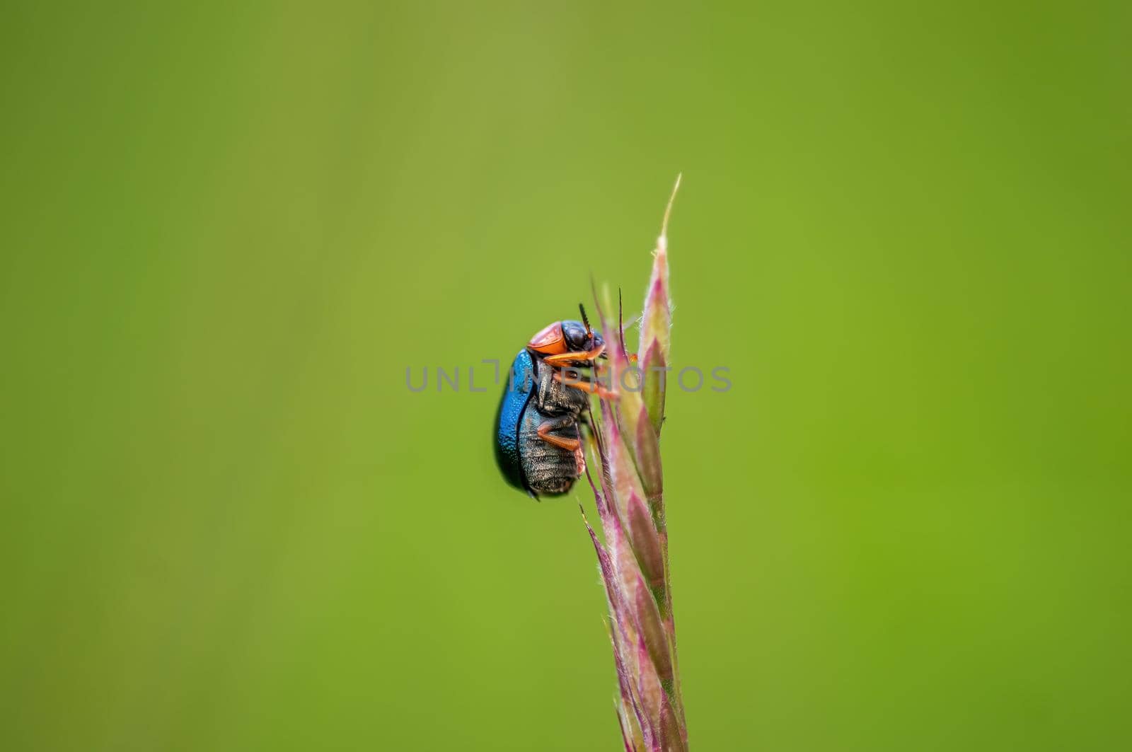 a green beetle sits on a stalk in a meadow