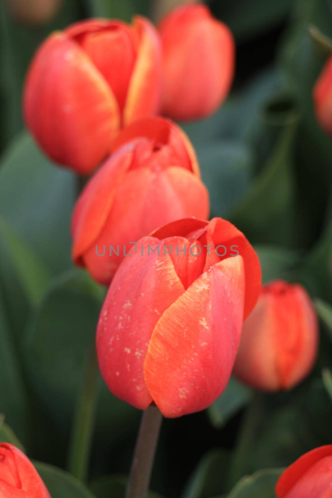 Orange tulips in a field: Tulips growing on an agriculture field