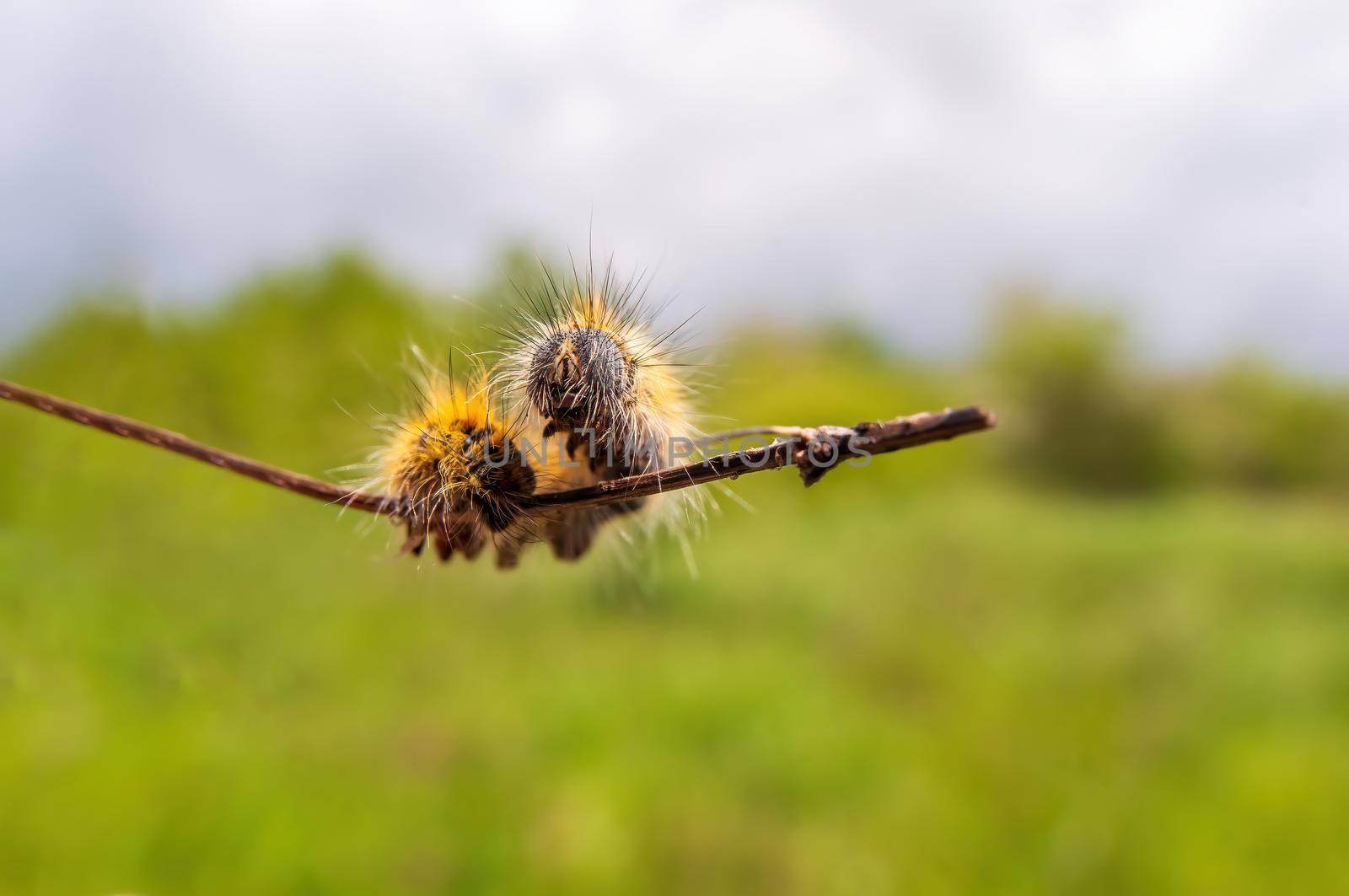 a caterpillar sits on a stalk in a meadow