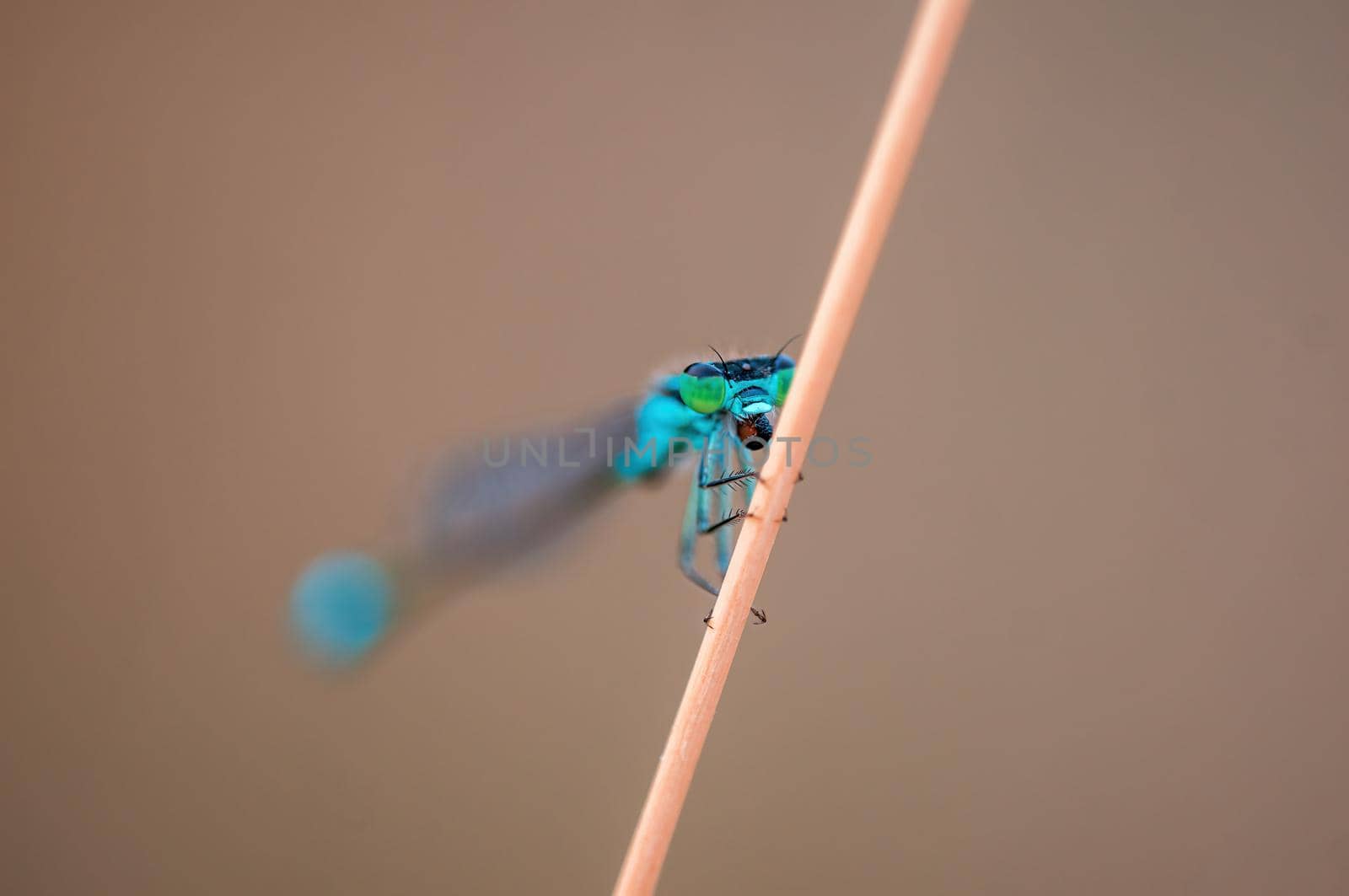 a blue damselfly dragonfly sits on a stalk in a meadow