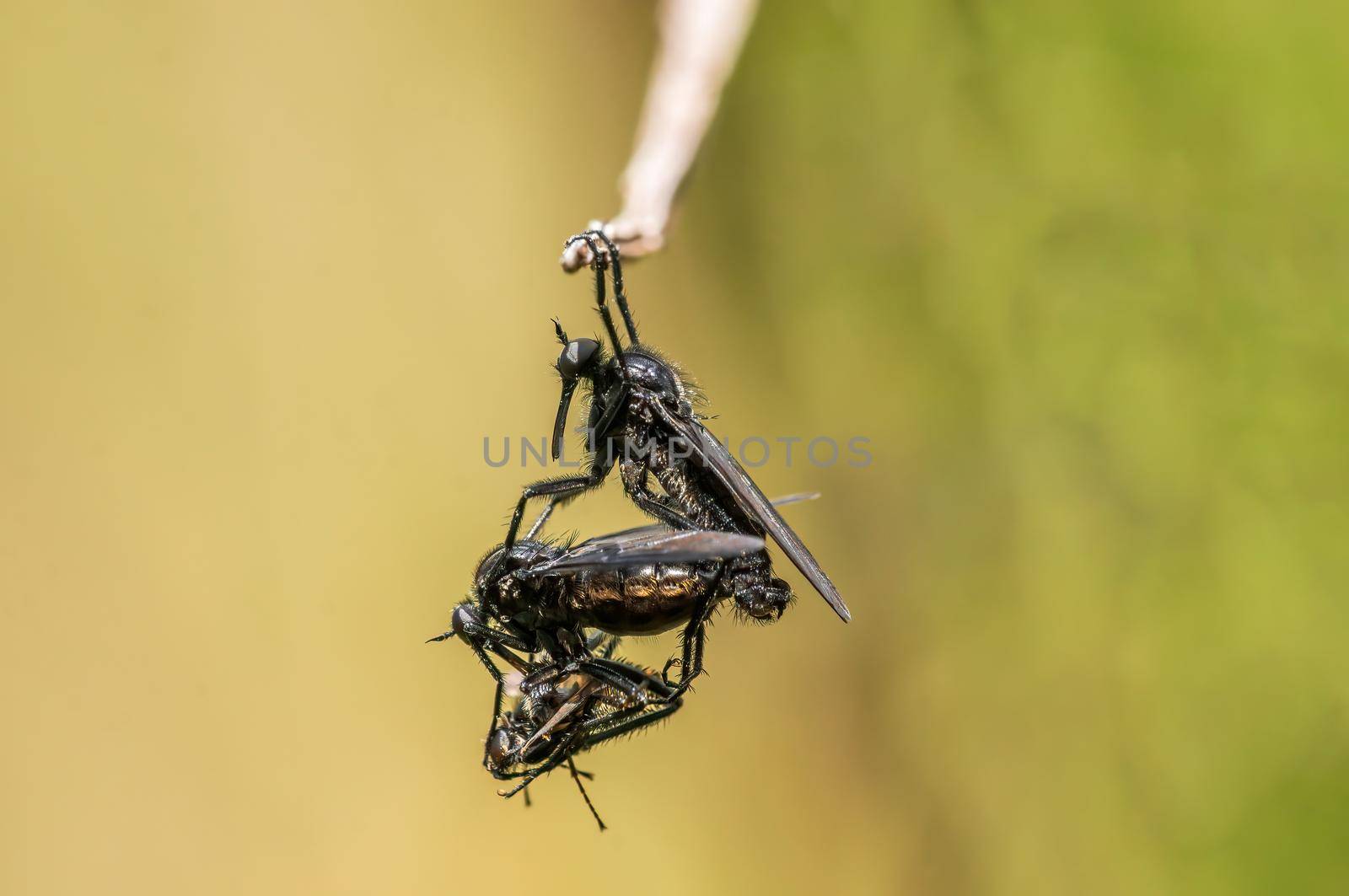 2 robber flies eat a march fly during mating