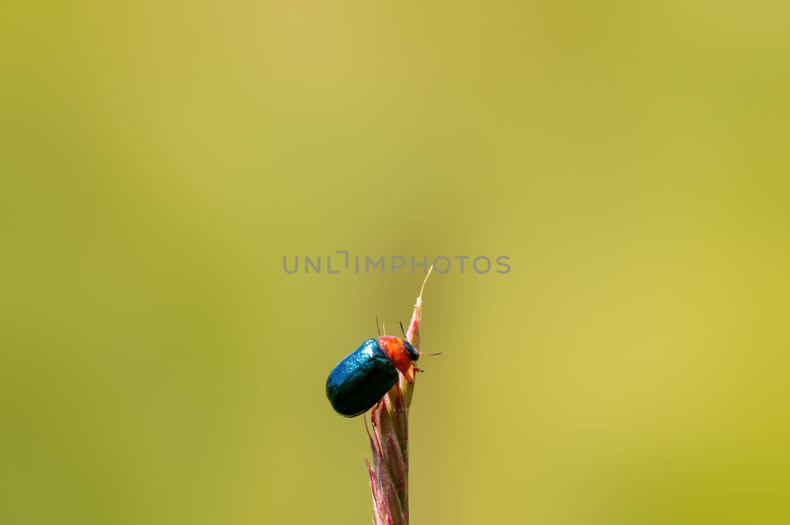 a green beetle sits on a stalk in a meadow