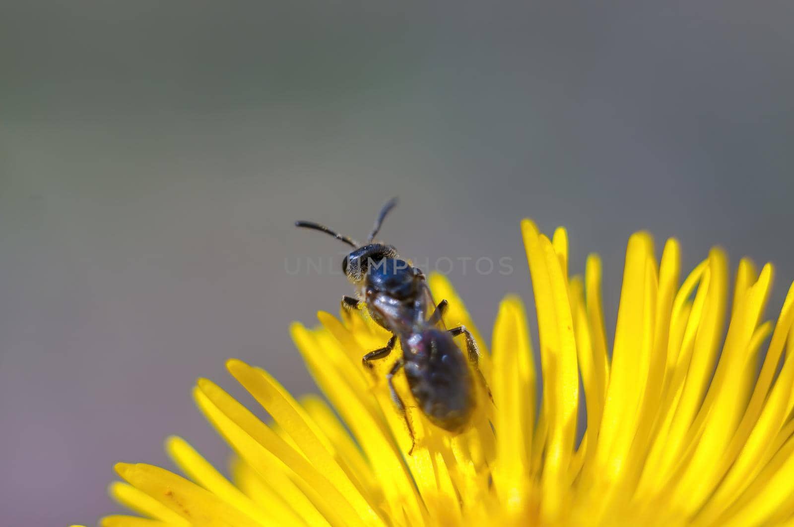 a wasp sits on a flower in a meadow