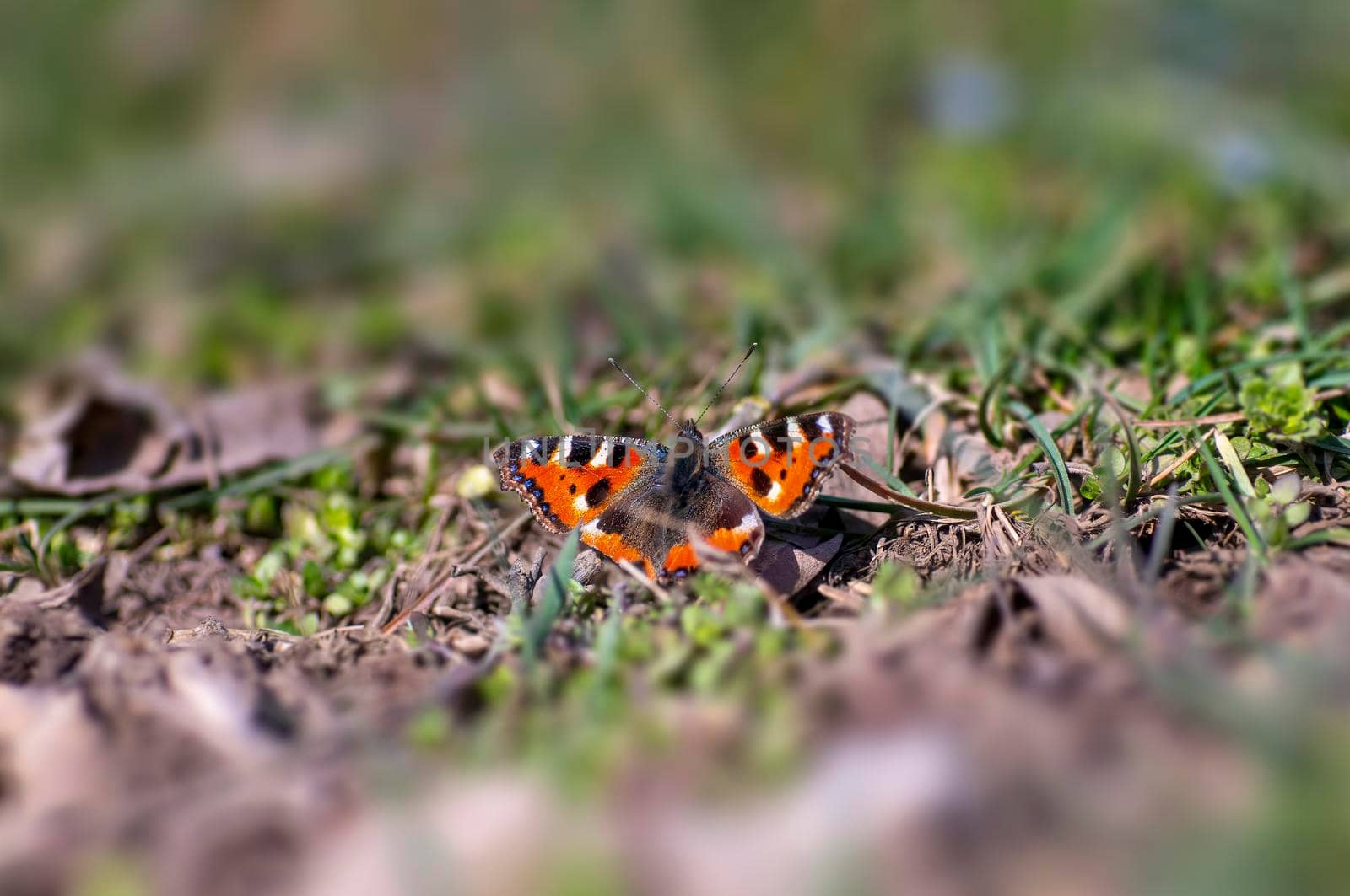 a peacock butterfly sits on a stalk in a meadow