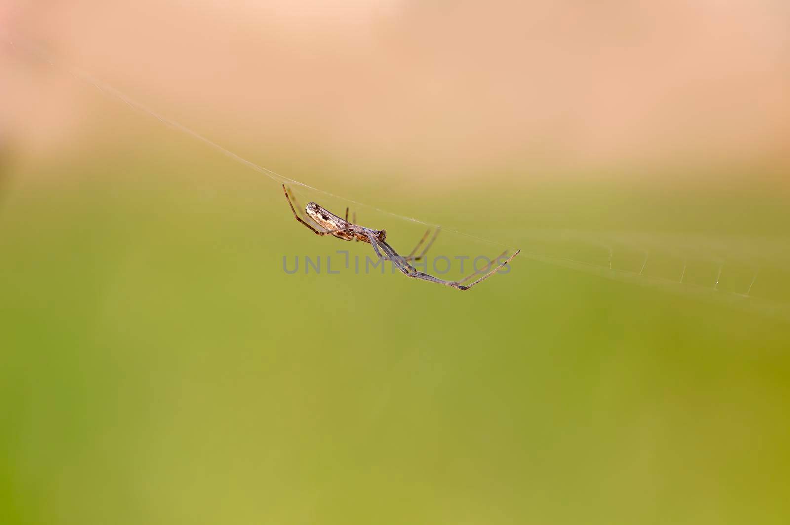 a spider sits in its web and waits for prey