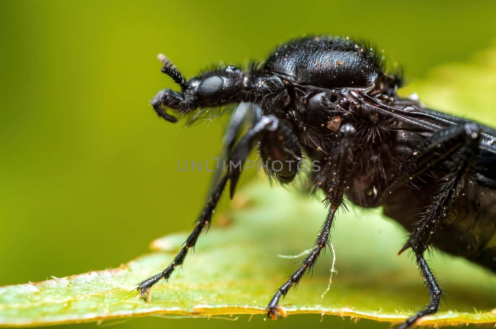 a March fly sits on a leaf in a forest