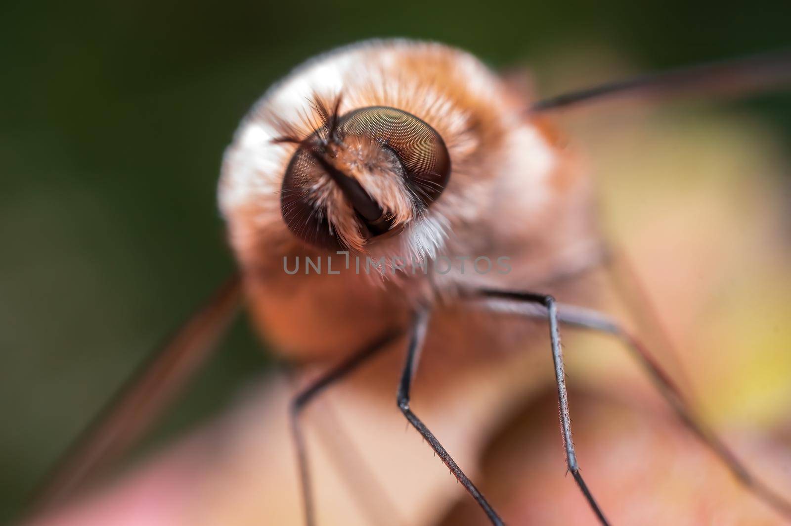 a bee fly is sitting on a leaf in a meadow