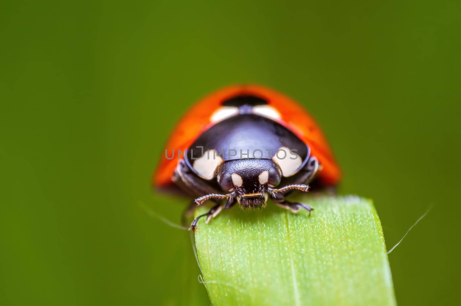 a red ladybug sits on a blade of grass in a meadow