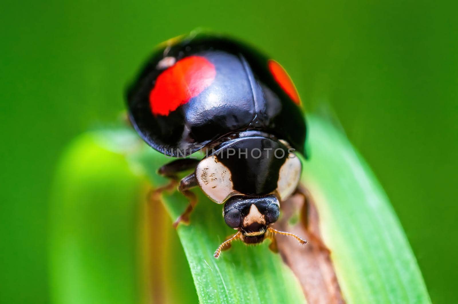 a black ladybug sits on a blade of grass in a meadow