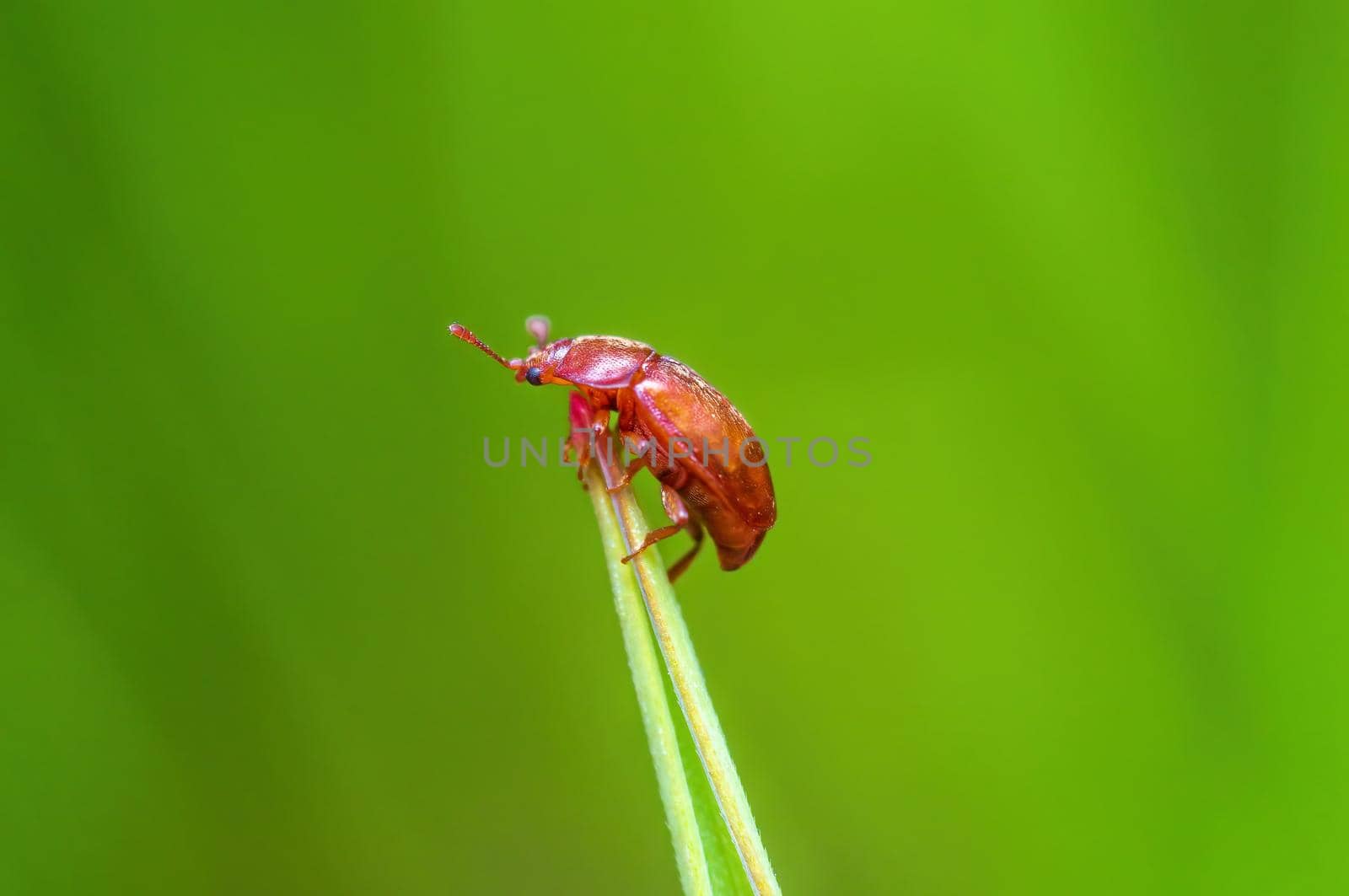 a brown bug sits on a stalk in a meadow