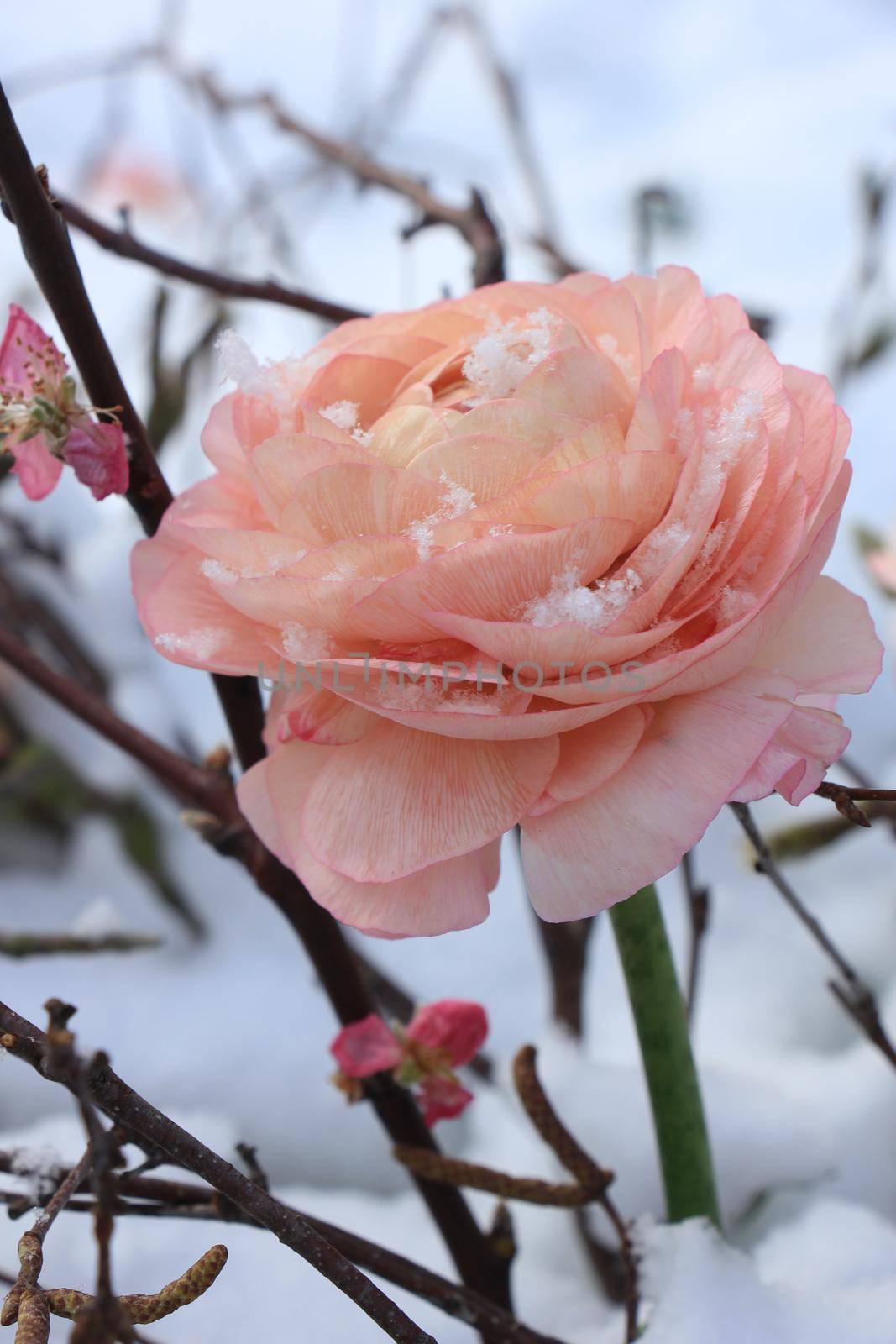 A pale pink carmellia in the fresh snow by studioportosabbia