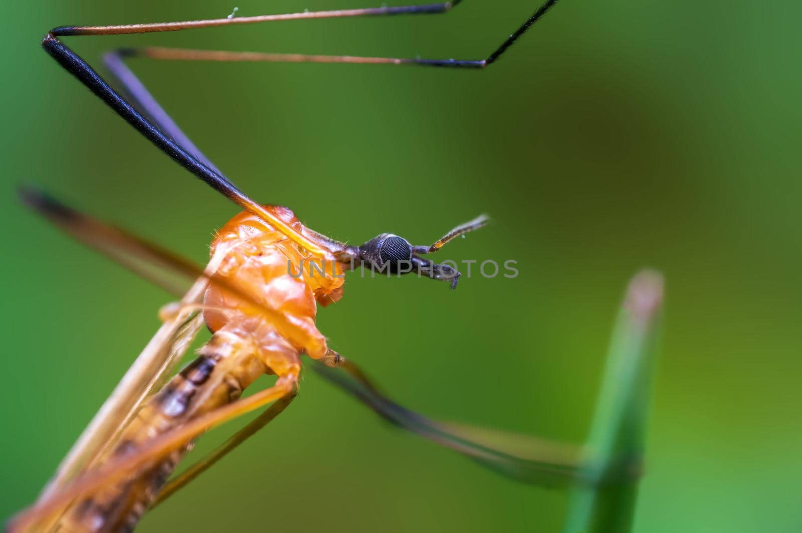 a crane fly sits on blades of grass in a meadow