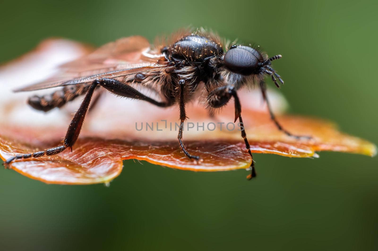 a March fly sits on a leaf in a forest