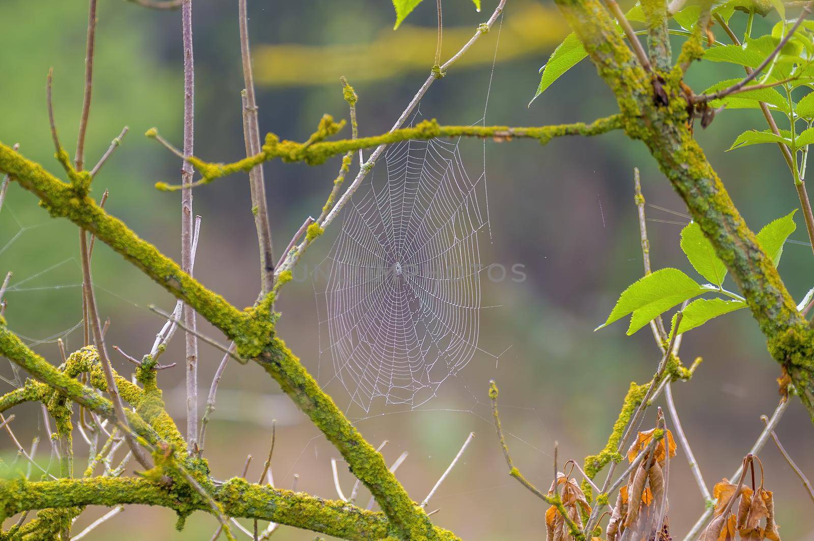 a spider web with dewdrops on a meadow in summer