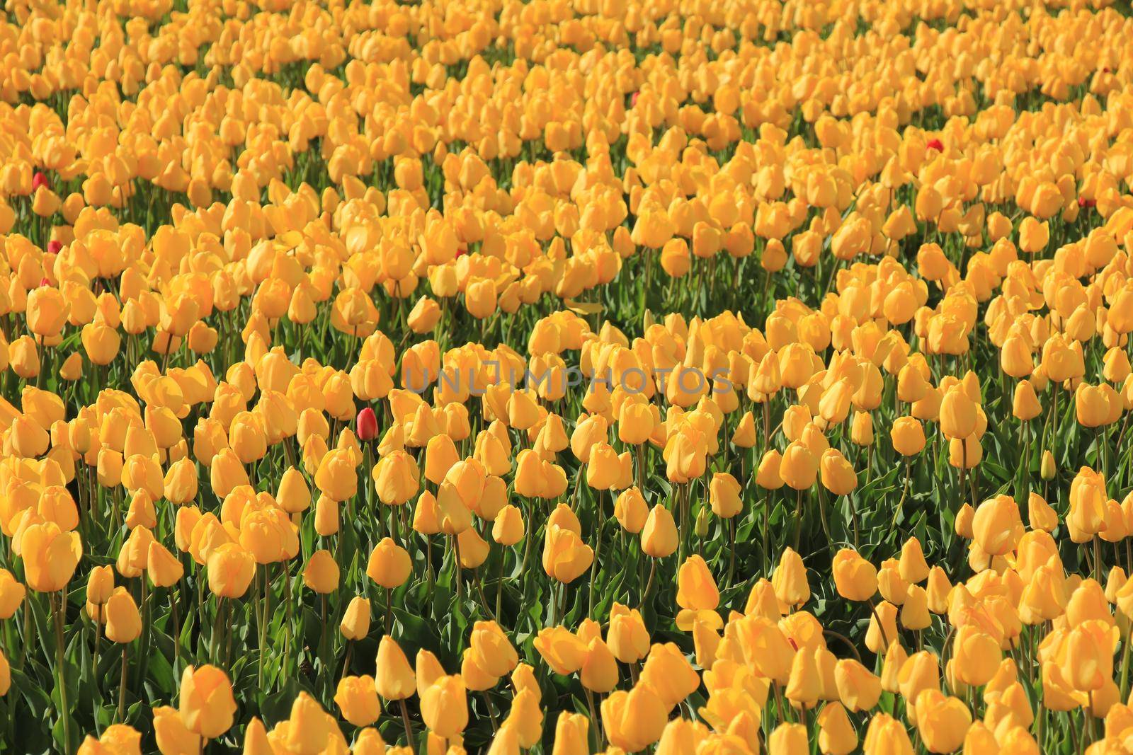 Yellow tulips in a field: flower bulb industry