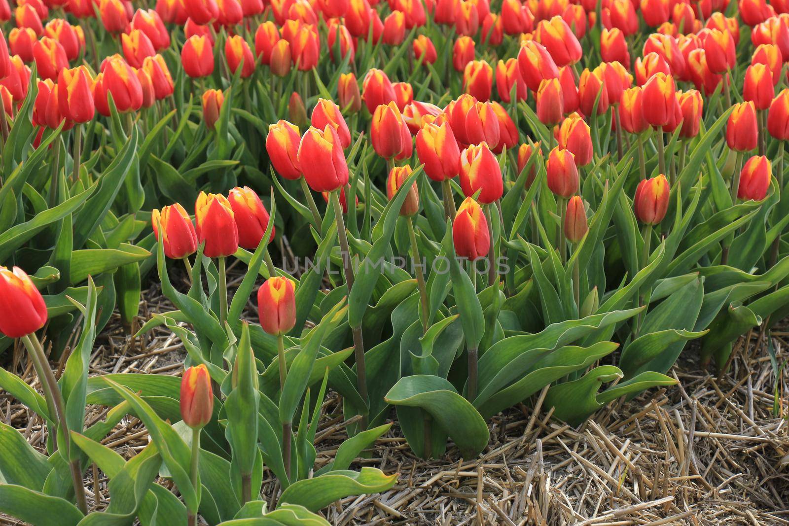 Yellow red tulips in a field: flower bulb industry