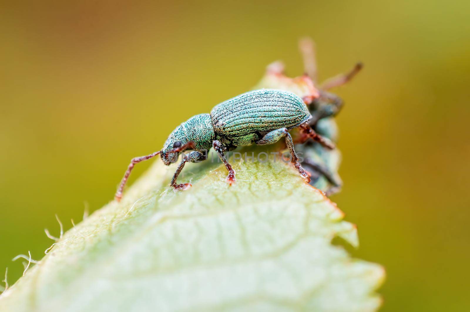 a green weevil sits on a leaf in a meadow