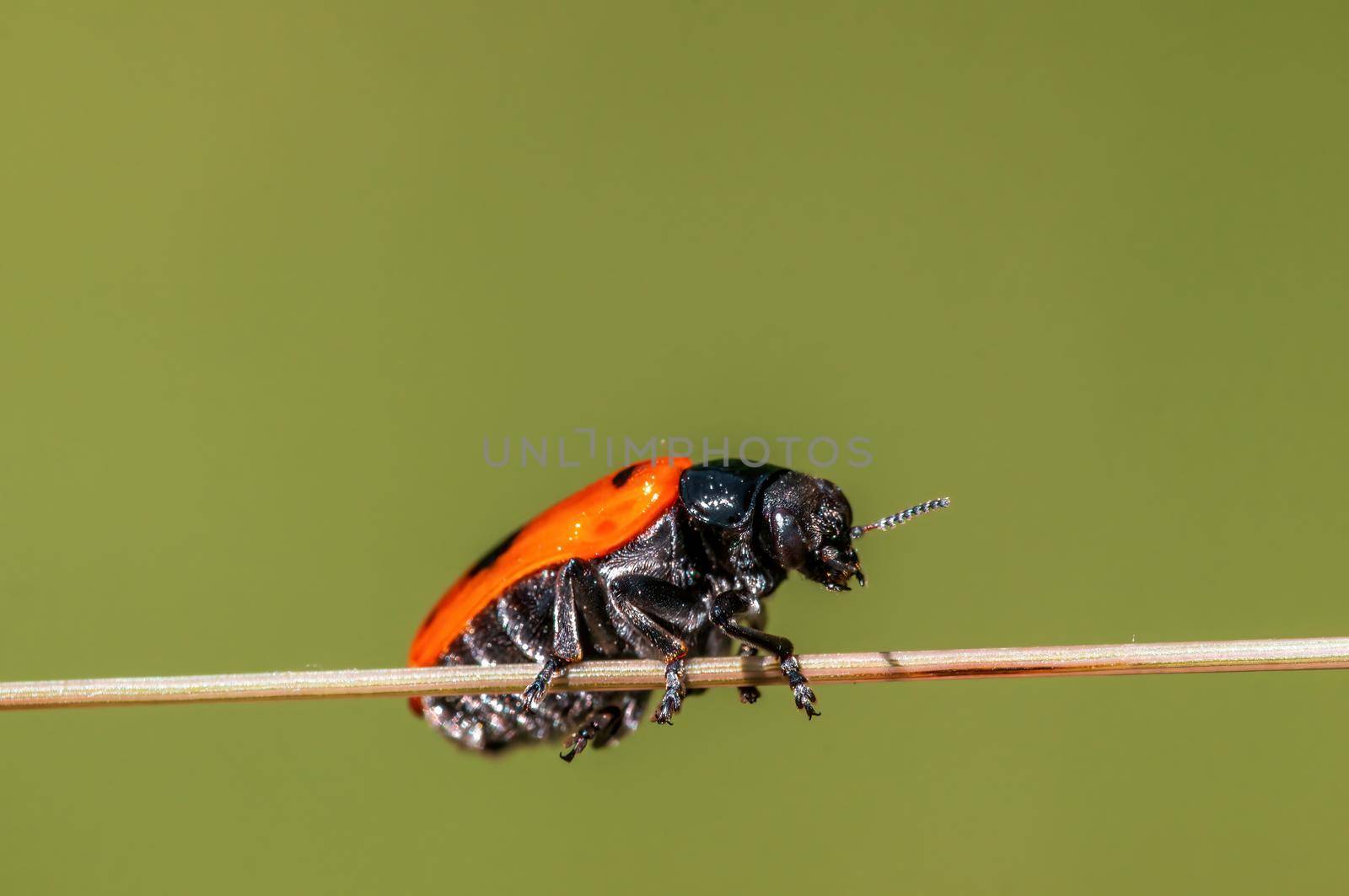 a ant bag beetle sits on a stalk in a meadow