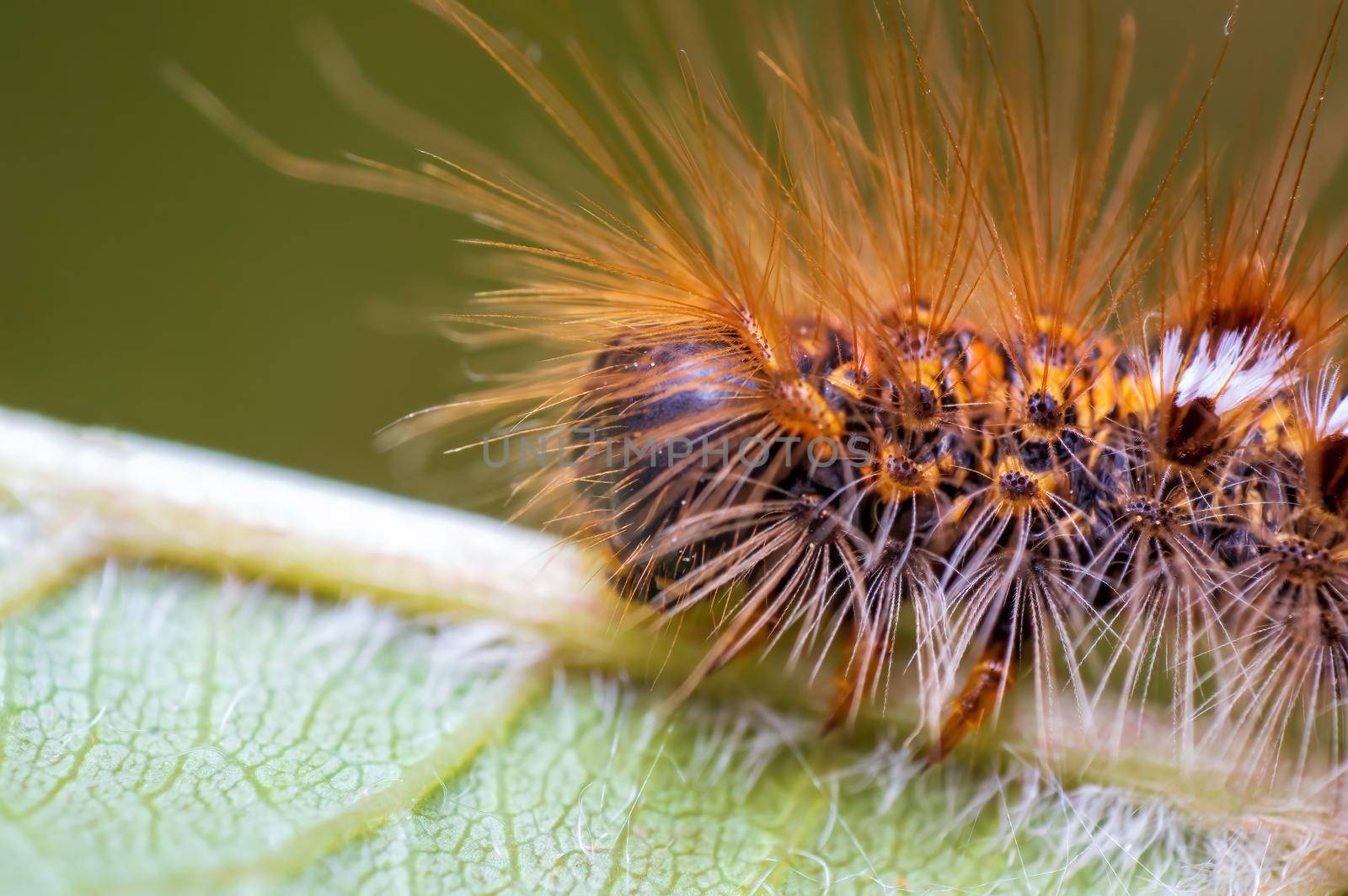 a caterpillar sits on a leaf in a meadow
