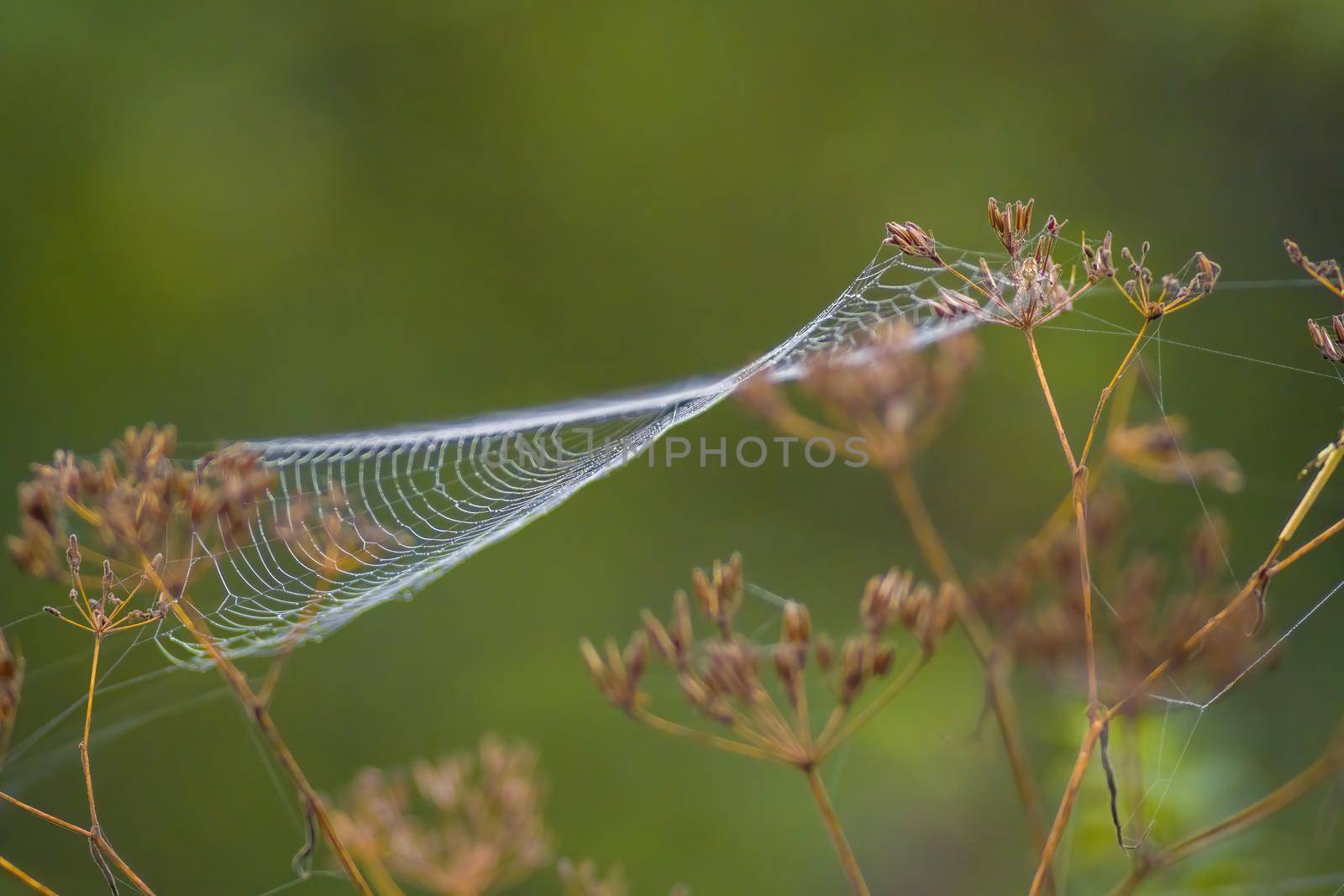 a spider web with dewdrops on a meadow in summer