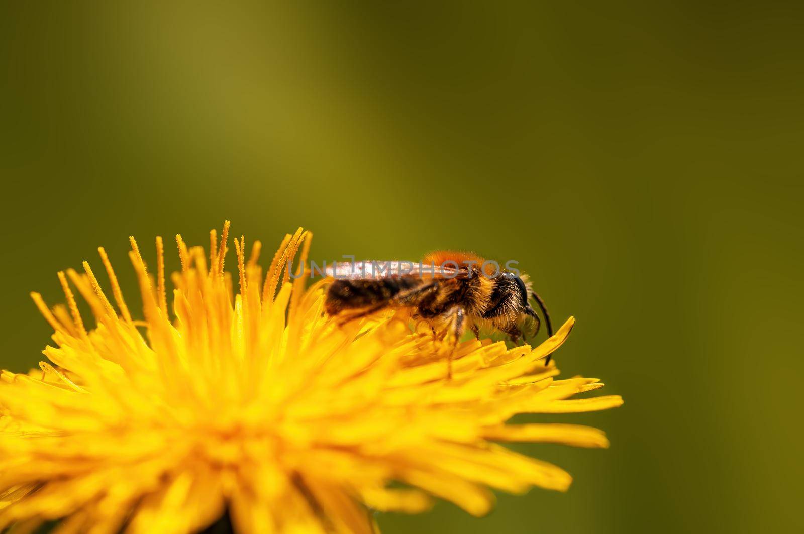 a bee sits on a flower in a meadow