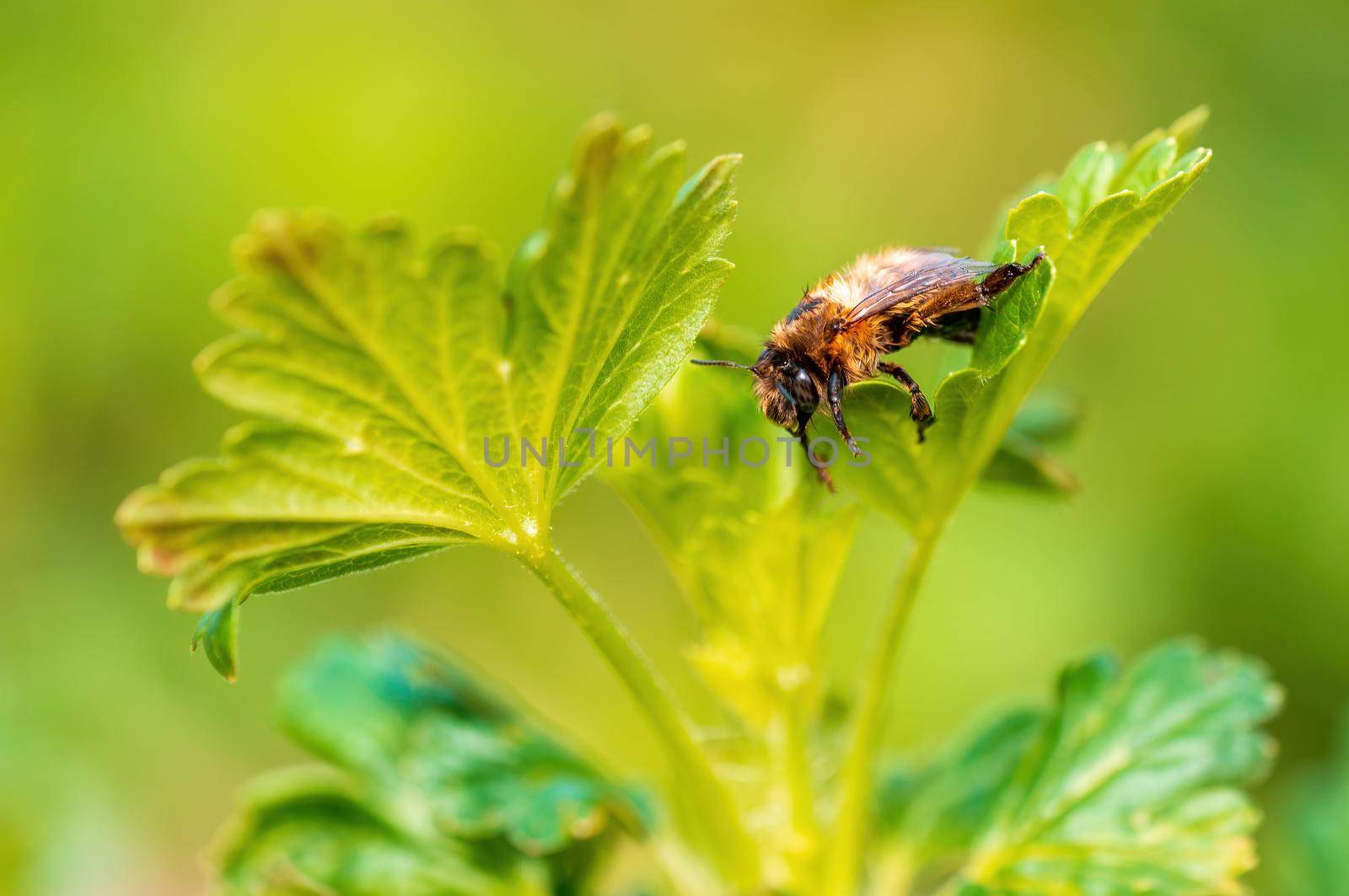 a bee sits on a leaf in a meadow