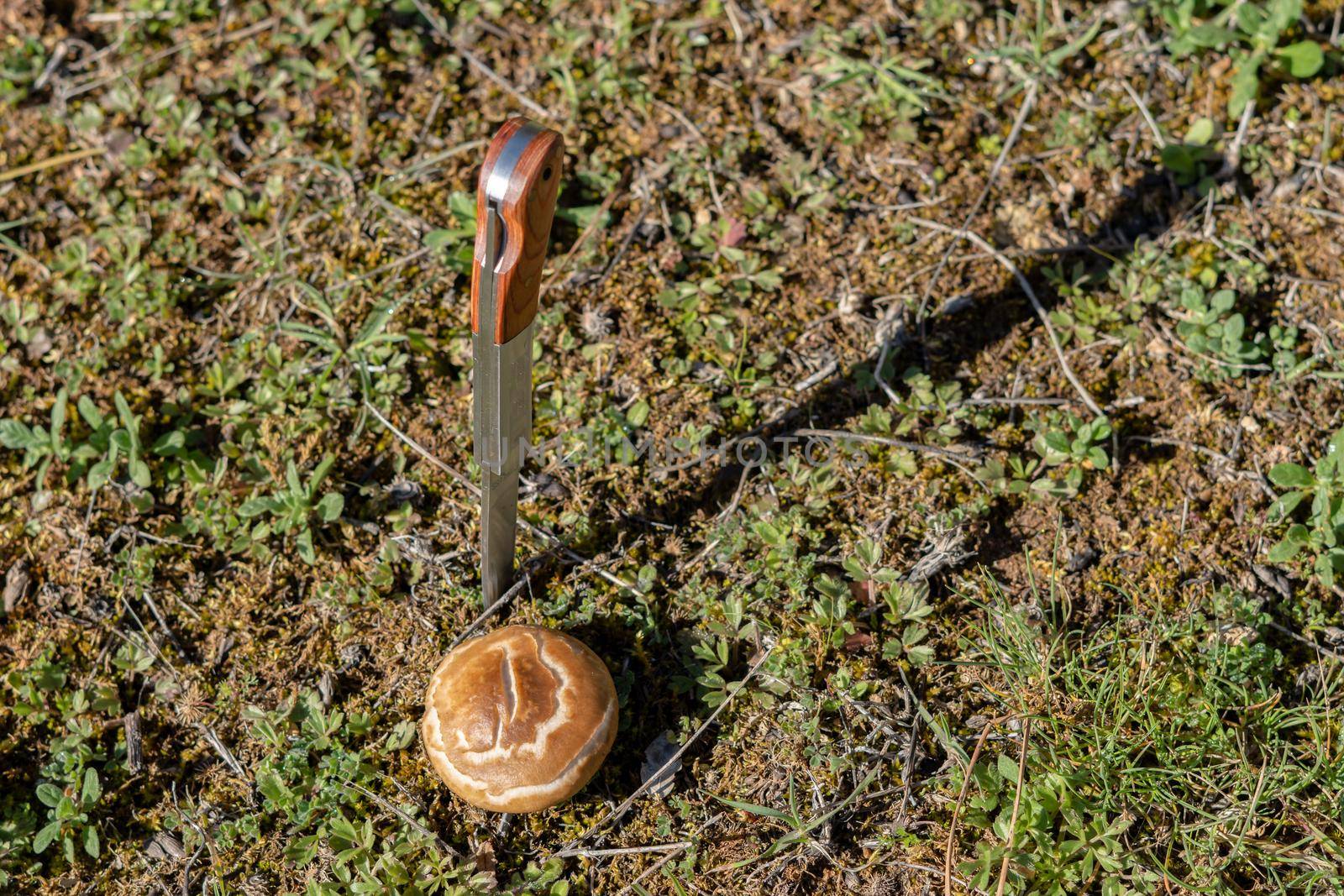 thistle mushroom pleurotus ostreatus in the field cut with a razor blade