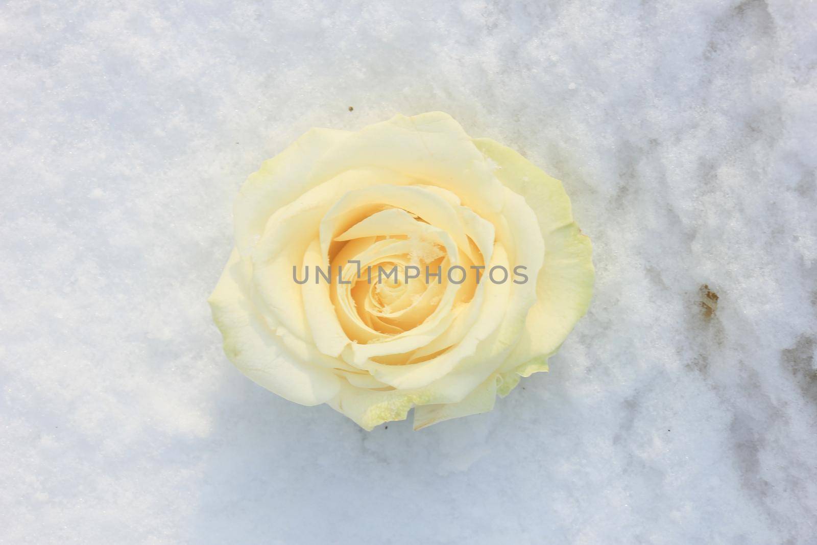 An ivory white rose in the fresh snow by studioportosabbia