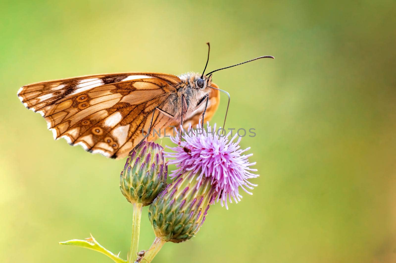 a Marbled White is sitting on a flower in a meadow